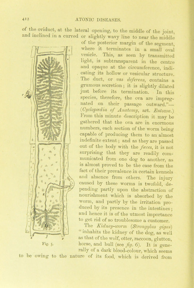 of the oviduct, at the lateral opening, to the middle of the joint, and inclined in a curved or slightly wavy line to near the middle of the posterior margin of the segment, where it terminates in a small oval vesicle. This, as seen by transmitted light, is subtransparent in the centre and opaque at the circumference, indi- cating its hollow or vesicular structure. The duct, or vas deferens, contains a grumous secretion; it is slightly dilated just before its termination. In this species, therefore, the ova are impreg- nated on their passage outward.”— (Cyclopcedia of Anatomy, art. Entozoa.) I rom this minute description it may be gathered that the ova are in enormous numbers, each section of the worm being capable of producing them to an almost indefinite extent; and as they are passed out of the body with the f eces, it is not surprising that they are readily com- municated from one dog' to another, as is almost proved to be the case from the fact ot their prevalence in certain kennels and absence from others. The injury caused by these worms is twofold, de- pending partly upon the abstraction of nourishment which is absorbed by the worm, and partly by the irritation pro- duced by its presence in the intestines; and hence it is of the utmost importance to get rid of so troublesome a customer. The Kidney-worm (Strongylus gig as) inhabits the kidney of the dog, as well as that of the wolf, otter, raccoon, glutton, t 5- horse, and bull (see fig. 6). It is gene- ra,Uj’- of a dark blood-colour, which seems to be owing to the nature of its food, which is derived from