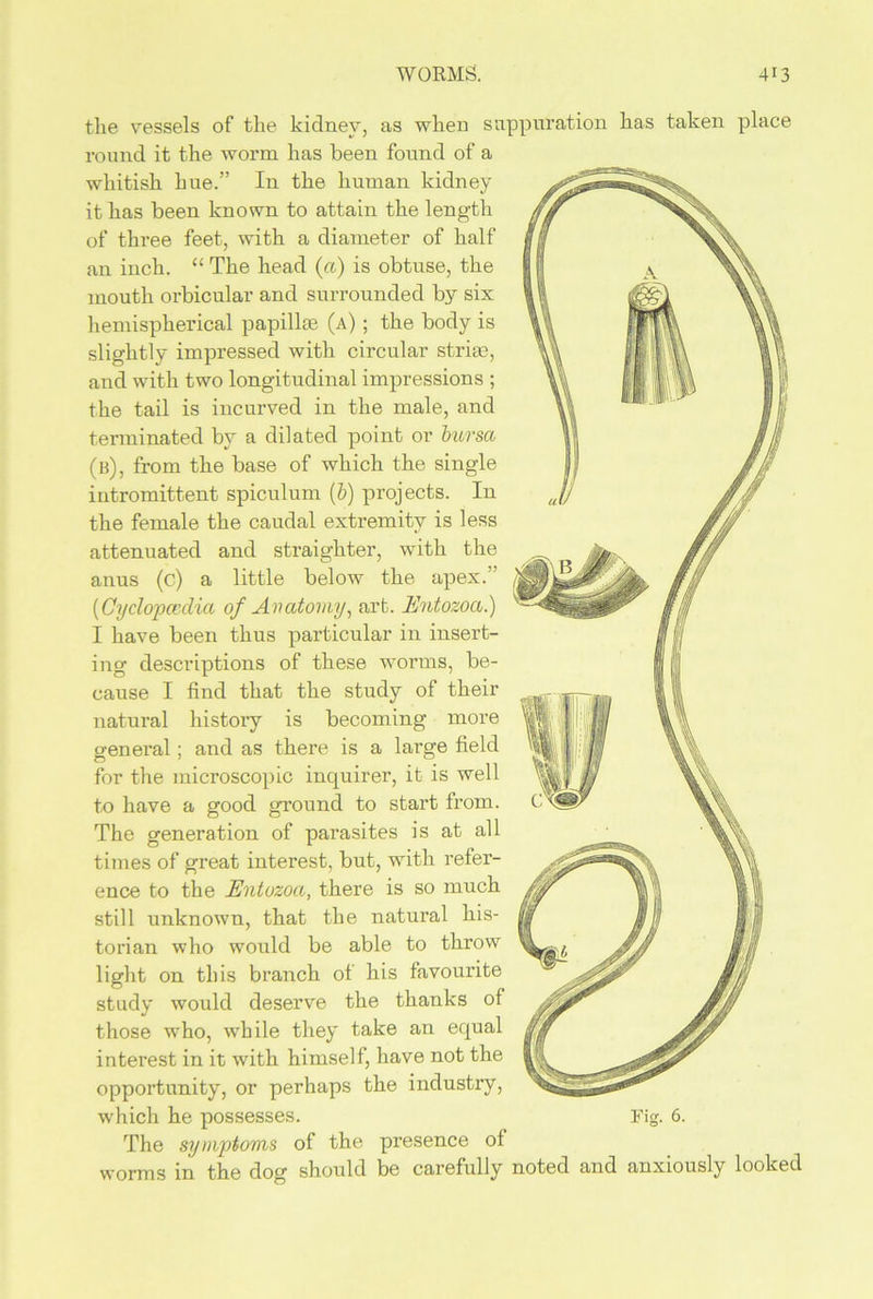 the vessels of the kidney, as when suppuration has taken place round it the worm has been found of a whitish hue.” In the human kidney it has been known to attain the length of three feet, with a diameter of half an inch. “ The head (a) is obtuse, the mouth orbicular and surrounded by six hemispherical papillae (a) ; the body is slightly impressed with circular striae, and with two longitudinal impressions ; the tail is incurved in the male, and terminated by a dilated point or bursa (b), from the base of which the single intromittent spiculum (b) projects. In the female the caudal extremity is less attenuated and straighter, with the anus (c) a little below the apex.” (Cyclopaedia of Anatomy, art. Entozoa.) I have been thus particular in insert- ing descriptions of these worms, be- cause I find that the study of their natural history is becoming more general; and as there is a large field for the microscopic inquirer, it is well to have a good ground to start from. The generation of parasites is at all times of great interest, but, with refer- ence to the Entozoa, there is so much still unknown, that the natural his- torian who would be able to throw light on this branch of his favouidte study would deserve the thanks of those who, while they take an equal interest in it with himself, have not the opportunity, or perhaps the industry, which he possesses. Fig. 6. The symptoms of the presence of worms in the dog should be carefully noted and anxiously looked