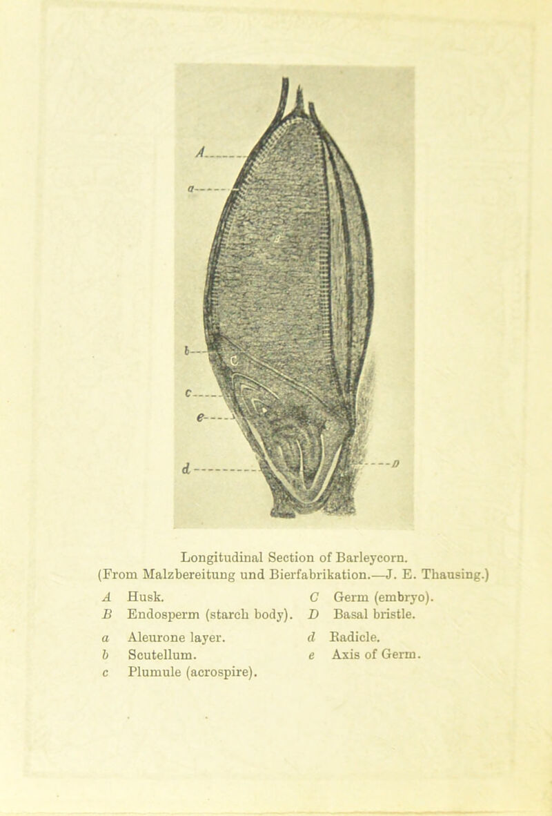 Longitudinal Section of Barleycorn. (From Malzbereitung und Bierfabrikation.—J. E. Thausing.) A B a h c Husk. G Endosperm (starch body). D Aleurone layer. d Scutellum. e Plumule (acrospire). Germ (embryo). Basal bristle. Eadicle. Axis of Germ.