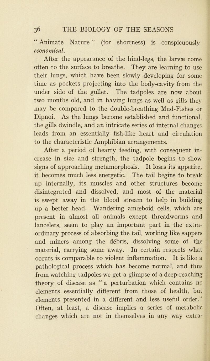 “ Animate Nature ” (for shortness) is conspicuously economical. After the appearance of the hind-legs, the larvae come often to the surface to breathe. They are learning to use their lungs, which have been slowly developing for some time as pockets projecting into the body-cavity from the under side of the gullet. The tadpoles are now about two months old, and in having lungs as well as gills they may be compared to the double-breathing Mud-Fishes or Dipnoi. As the lungs become established and functional, the gills dwindle, and an intricate series of internal changes leads from an essentially fish-like heart and circulation to the characteristic Amphibian arrangements. After a period of hearty feeding, with consequent in- crease in size and strength, the tadpole begins to show signs of approaching metamorphosis. It loses its appetite, it becomes much less energetic. The tail begins to break up internally, its muscles and other structures become disintegrated and dissolved, and most of the material is swept away in the blood stream to help in building up a better head. Wandering amoeboid cells, which are present in almost all animals except threadworms and lancelets, seem to play an important part in the extra- ordinary process of absorbing the tail, working like sappers and miners among the debris, dissolving some of the material, carrying some away. In certain respects what occurs is comparable to violent inflammation. It is like a pathological process which has become normal, and thus from watching tadpoles we get a glimpse of a deep-reaching theory of disease as a perturbation which contains no elements essentially different from those of health, but elements presented in a different and less useful order.” Often, at least, a disease implies a series of metabolic changes which are not in themselves in any way extra-