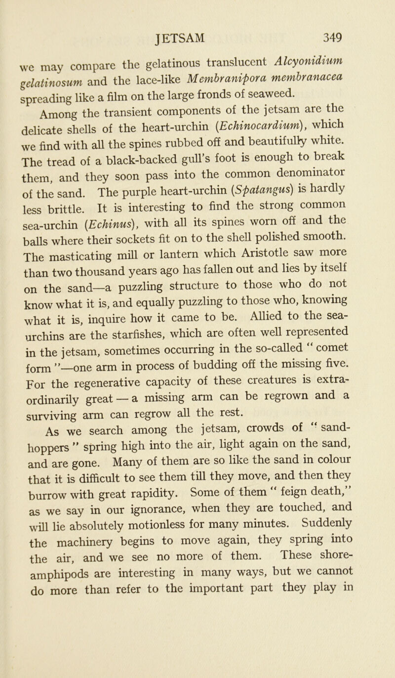 we may compare the gelatinous translucent Alcyonidium gelatinosum and the lace-like Membranipora membranacea spreading like a film on the large fronds of seaweed. Among the transient components of the jetsam are the delicate shells of the heart-urchin (Echinocardium), which we find with all the spines rubbed off and beautifully white. The tread of a black-backed gull’s foot is enough to break them, and they soon pass into the common denominator of the sand. The purple heart-urchin (Spatangus) is hardly less brittle. It is interesting to find the strong common sea-urchin [Echinus), with all its spines worn off and the balls where their sockets fit on to the shell polished smooth. The masticating mill or lantern which Aristotle saw more than two thousand years ago has fallen out and lies by itself on the sand—a puzzling structure to those who do not know what it is, and equally puzzling to those who, knowing what it is, inquire how it came to be. Allied to the sea- urchins are the starfishes, which are often well represented in the jetsam, sometimes occurring in the so-called “ comet form ’’—one arm in process of budding off the missing five. For the regenerative capacity of these creatures is extra ordinarily great — a missing arm can be regrown and a surviving arm can regrow all the rest. As we search among the jetsam, crowds of “ sand- hoppers ” spring high into the air, light again on the sand, and are gone. Many of them are so like the sand in colour that it is difficult to see them till they move, and then they burrow with great rapidity. Some of them feign death, as we say in our ignorance, when they are touched, and will lie absolutely motionless for many minutes. Suddenly the machinery begins to move again, they spring into the air, and we see no more of them. These shore- amphipods are interesting in many ways, but we cannot do more than refer to the important part they play in