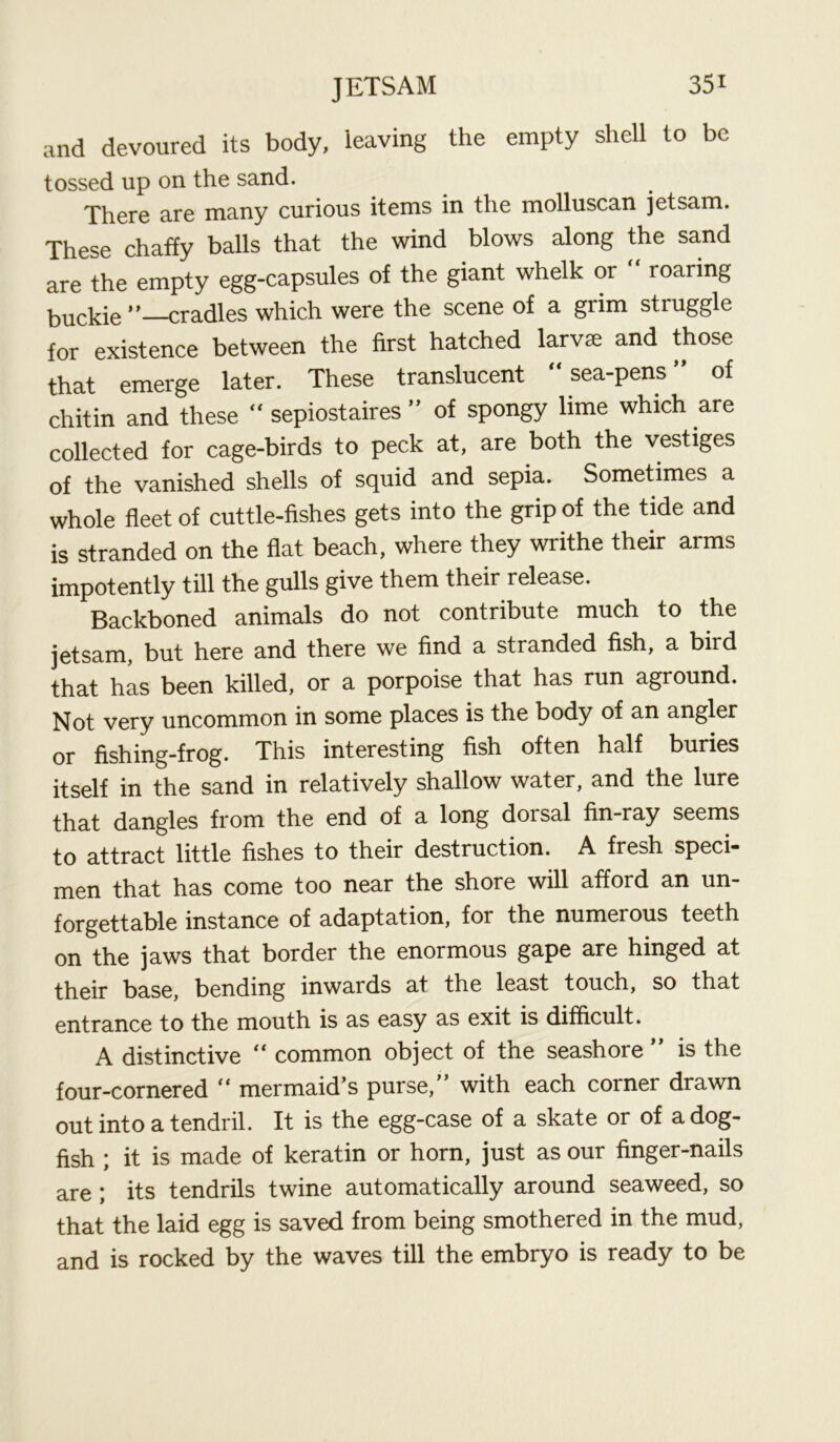 and devoured its body, leaving the empty shell to be tossed up on the sand. There are many curious items in the molluscan jetsam. These chaffy balls that the wind blows along the sand are the empty egg-capsules of the giant whelk or roaring buckie ” cradles which were the scene of a grim struggle for existence between the first hatched larvae and those that emerge later. These translucent sea-pens” of chitin and these “ sepiostaires ” of spongy lime which are collected for cage-birds to peck at, are both the vestiges of the vanished shells of squid and sepia. Sometimes a whole fleet of cuttle-fishes gets into the grip of the tide and is stranded on the flat beach, where they writhe their arms impotently till the gulls give them their release. Backboned animals do not contribute much to the jetsam, but here and there we find a stranded fish, a bird that has been killed, or a porpoise that has run aground. Not very uncommon in some places is the body of an angler or fishing-frog. This interesting fish often half buries itself in the sand in relatively shallow water, and the lure that dangles from the end of a long dorsal fin-ray seems to attract little fishes to their destruction. A fresh speci- men that has come too near the shore will afford an un- forgettable instance of adaptation, for the numerous teeth on the jaws that border the enormous gape are hinged at base, bending inwards at the least touch, so that entrance to the mouth is as easy as exit is difficult. A distinctive “ common object of the seashore ” is the four-cornered  mermaid’s purse,” with each corner drawn out into a tendril. It is the egg-case of a skate or of a dog- fish ; it is made of keratin or horn, just as our finger-nails are ; its tendrils twine automatically around seaweed, so that the laid egg is saved from being smothered in the mud, and is rocked by the waves till the embryo is ready to be