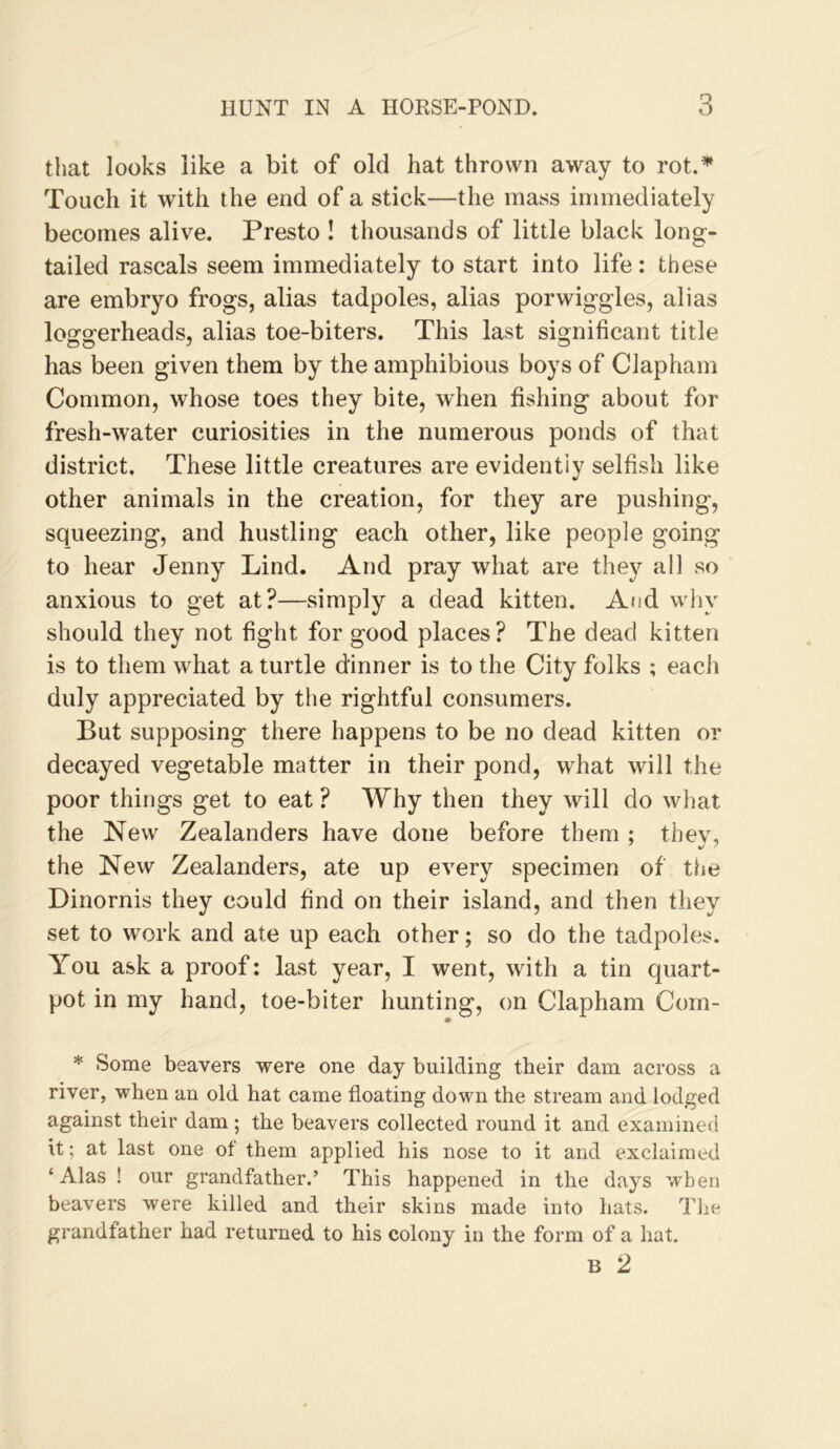 that looks like a bit of old hat thrown away to rot.^ Touch it with the end of a stick—the mass immediately becomes alive. Presto ! thousands of little black long- tailed rascals seem immediately to start into life: these are embryo frogs, alias tadpoles, alias porwiggles, alias lofforerheads, alias toe-biters. This last significant title has been given them by the amphibious boys of Clapham Common, whose toes they bite, when fishing about for fresh-water curiosities in the numerous ponds of that district. These little creatures are evidently selfish like other animals in the creation, for they are pushing, squeezing, and hustling each other, like people going to hear Jenny Lind. And pray what are they ail so anxious to get at?—simply a dead kitten. And vviiy should they not fight for good places? The dead kitten is to them what a turtle dinner is to the City folks ; each duly appreciated by the rightful consumers. But supposing there happens to be no dead kitten or decayed vegetable matter in their pond, what will the poor things get to eat ? Why then they will do what the New Zealanders have done before them ; thev, the New Zealanders, ate up every specimen of the Dinornis they could find on their island, and then they set to work and ate up each other; so do the tadpoles. You ask a proof: last year, I went, with a tin quart- pot in my hand, toe-biter hunting, on Clapham Corn- * Some beavers were one day building their dam across a river, when an old hat came floating down the stream and lodged against their dam ; the beavers collected round it and examined It; at last one of them applied his nose to it and exclaimed ‘Alas ! our grandfather.’ This happened in the days when beavers were killed and their skins made into hats. The grandfather had returned to his colony in the form of a hat. B 2