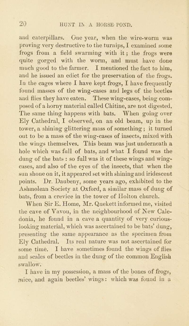 and caterpillars. One year, when the wire-worm was proving- very destructive to the turnips, I examined some frogs from a field swarming with it; the frogs were quite gorged with the worm, and must have done much good to the farmer. I mentioned the fact to him, and he issued an edict for the preservation of the frogs. In the cages where 1 have kept frogs, I have frequently found masses of the wing-cases and legs of the beetles and flies they have eaten. These wing-cases, being com- posed of a horny material called Chitine, are not digested. The same thing happens with bats. When going over Ely Cathedral, I observed, on an old. beam, up in the tower, a shining glittering mass of something; it turned out to be a mass of the wing-cases of insects, mixed with the wings themselves. This beam was just underneath a hole which was fall of bats, and what I found was the dung of the bats : so full was it of these wings and wing- cases, and also of the eyes of the insects, that when the sun shone on it, it appeared set with shining and iridescent points. Dr. Daubeny, some years ago, exhibited to the Ashmolean Society at Oxford, a similar mass of dung of bats, from a crevice in the tower of Holton church. When Sir E. Home, Mr. Quekett informed me, visited the cave of Vavou, in the neighbourhood of New Cale- donia, he found in a cave a quantity of very curious- looking material, which was ascertained to be bats’ dung, presenting the same appearance as the specimen from Ely Cathedral. Its real nature was not ascertained for some time. I have sometimes found the wings of flies and scales of beetles in the dung of the common English swallow. I have in my possession, a mass of the bones of frogs, mice, and again beetles’ wings: which was found in a