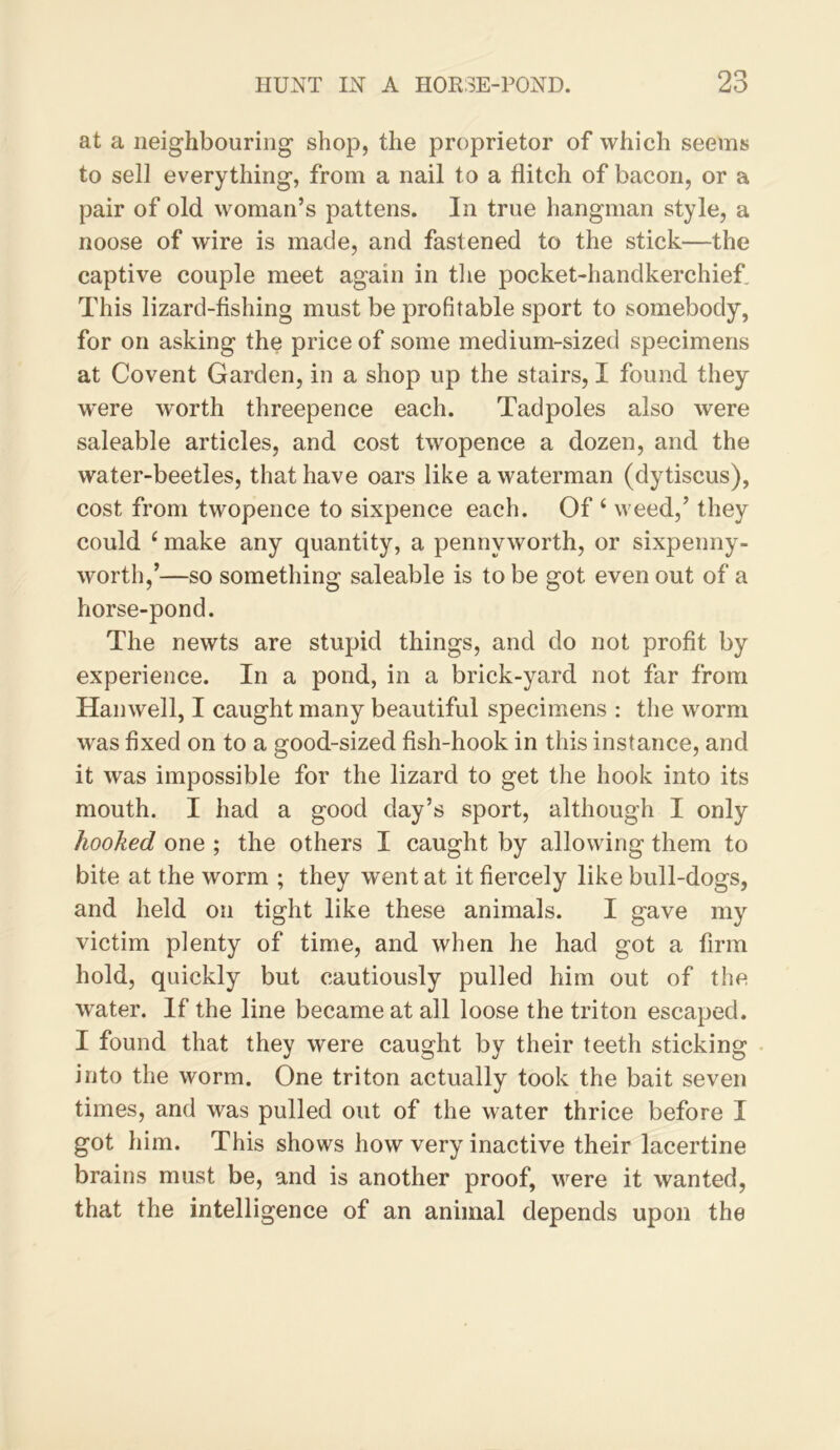 at a neighbouring shop, the proprietor of which seems to sell everything, from a nail to a flitch of bacon, or a pair of old woman’s pattens. In true hangman style, a noose of wire is made, and fastened to the stick—the captive couple meet again in the pocket-handkerchief. This lizard-fishing must be profitable sport to somebody, for on asking the price of some medium-sized specimens at Covent Garden, in a shop up the stairs, I found they were w'orth threepence each. Tadpoles also were saleable articles, and cost twopence a dozen, and the water-beetles, that have oars like a waterman (dytiscus), cost from twopence to sixpence each. Of ‘ weed,’ they could ‘ make any quantity, a pennyworth, or sixpenny- worth,’—so something saleable is to be got even out of a horse-pond. The newts are stupid things, and do not profit by experience. In a pond, in a brick-yard not far from Hanwell, I caught many beautiful specimens : the worm w'as fixed on to a good-sized fish-hook in this instance, and it was impossible for the lizard to get the hook into its mouth. I had a good day’s sport, although I only hooked one ; the others I caught by allowing them to bite at the worm ; they went at it fiercely like bull-dogs, and held on tight like these animals. I gave my victim plenty of time, and when he had got a firm hold, quickly but cautiously pulled him out of the water. If the line became at all loose the triton escaped. I found that they were caught by their teeth sticking into the worm. One triton actually took the bait seven times, and was pulled out of the water thrice before I got him. This shows how very inactive their lacertine brains must be, and is another proof, were it wanted, that the intelligence of an animal depends upon the