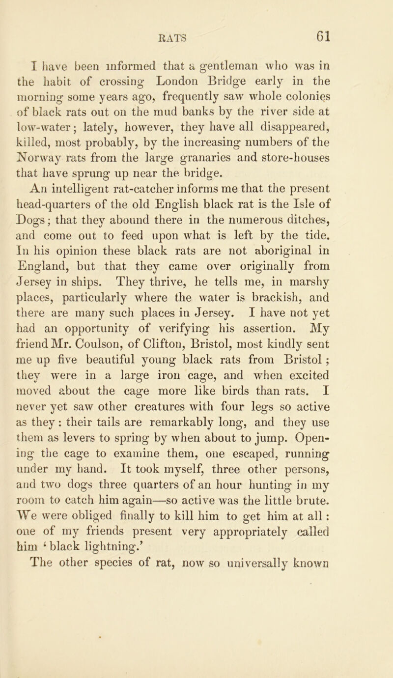 I have been informed that a gentleman who was in the habit of crossing London Bridge early in the morning some years ago, frequently saw whole colonies of black rats out on the mud banks by the river side at low-water; lately, however, they have all disappeared, killed, most probably, by the increasing numbers of the Norway rats from the large granaries and store-houses that have sprung up near the bridge. An intelligent rat-catcher informs me that the present head-quarters of the old English black rat is the Isle of Dogs; that they abound there in the numerous ditches, and come out to feed upon what is left by the tide. In his opinion these black rats are not aboriginal in England, but that they came over originally from Jersey in ships. They thrive, he tells me, in marshy places, particularly where the water is brackish, and there are many such places in Jersey. I have not yet had an opportunity of verifying his assertion. My friend Mr. Coulson, of Clifton, Bristol, most kindly sent me up five beautiful young black rats from Bristol; they were in a large iron cage, and when excited moved about the cage more like birds than rats. I never yet saw other creatures with four legs so active as they: their tails are remarkably long, and they use them as levers to spring by when about to jump. Open- ing the cage to examine them, one escaped, running under my hand. It took myself, three other persons, and two dogs three quarters of an hour hunting in my room to catch him again—so active was the little brute. ^Ve were obliged finally to kill him to get him at all : one of my friends present very appropriately called him ‘ black lightning.^ The other species of rat, now so universally known