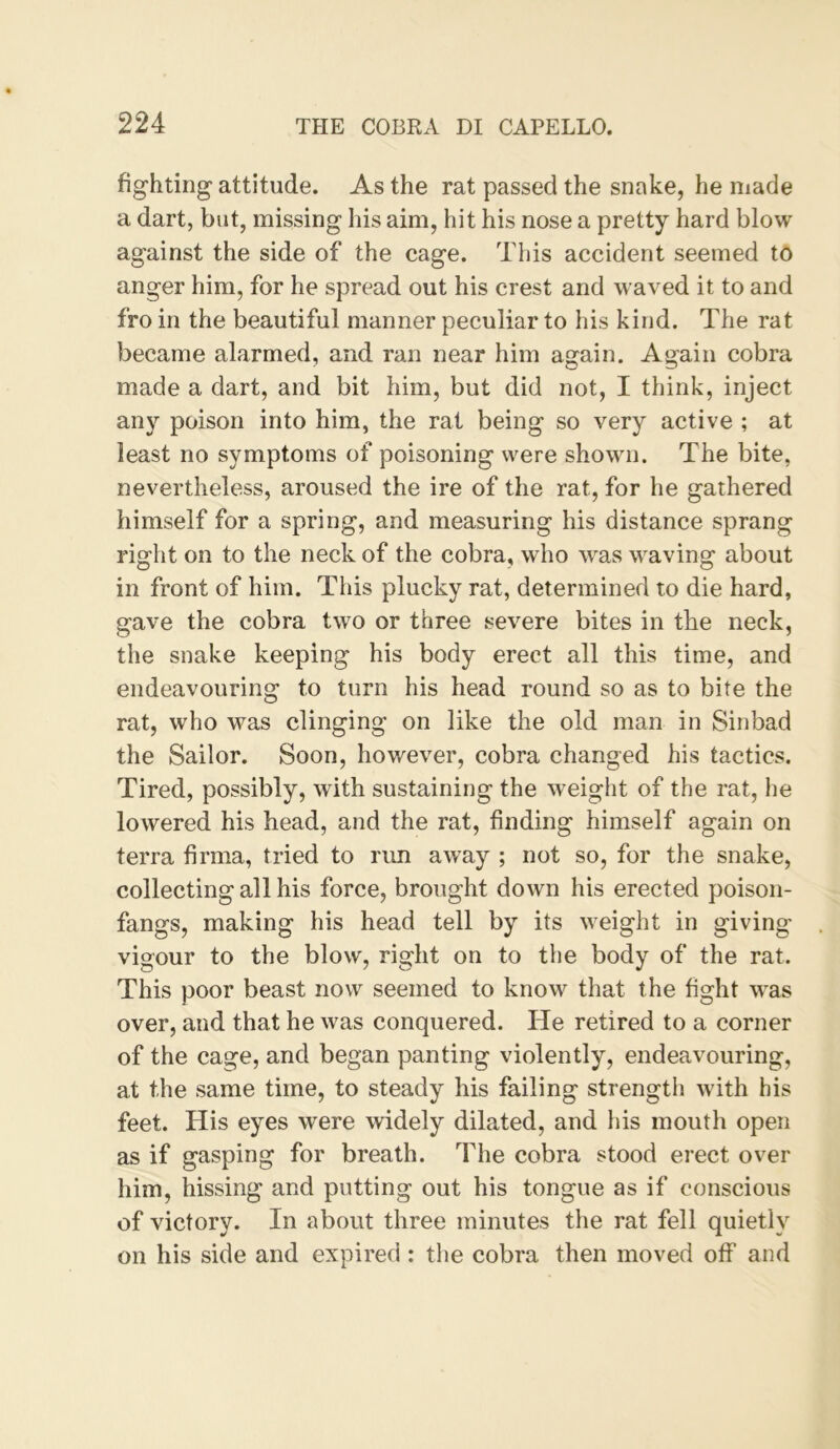 fighting attitude. As the rat passed the snake, he made a dart, but, missing his aim, hit his nose a pretty hard blow against the side of the cage. This accident seemed to anger him, for he spread out his crest and waved it to and fro in the beautiful manner peculiar to his kind. The rat became alarmed, and ran near him again. Again cobra made a dart, and bit him, but did not, I think, inject any poison into him, the rat being so very active ; at least no symptoms of poisoning were shown. The bite, nevertheless, aroused the ire of the rat, for he gathered himself for a spring, and measuring his distance sprang right on to the neck of the cobra, who was waving about in front of him. This plucky rat, determined to die hard, gave the cobra two or three severe bites in the neck, the snake keeping his body erect all this time, and endeavouring to turn his head round so as to bite the rat, who was clinging on like the old man in Sinbad the Sailor. Soon, however, cobra changed his tactics. Tired, possibly, with sustaining the weight of the rat, he lowered his head, and the rat, finding himself again on terra firma, tried to run away ; not so, for the snake, collecting all his force, brought down his erected poison- fangs, making his head tell by its weight in giving vigour to the blow, right on to the body of the rat. This poor beast now seemed to know that the fight was over, and that he was conquered. He retired to a corner of the cage, and began panting violently, endeavouring, at the same time, to steady his failing strength with his feet. His eyes were widely dilated, and his mouth open as if gasping for breath. The cobra stood erect over him, hissing and putting out his tongue as if conscious of victory. In about three minutes the rat fell quietly on his side and expired : tlie cobra then moved off and