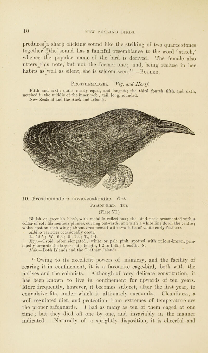 produces^a sharp clicking sound like the striking of two quartz stones together’:Jthc? sound lias a fanciful resemblance to the word f stitch/ whence the popular name of the bird is derived. The female also utters this note, but not the former one; and, being recluse in her habits asywell as silent, she is seldom seen.”—Buller, PrOSTHEMADEEA. VlCJ. and Horsf Fifth and sixth quills nearly equal, and longest; tlie third, fourth, fifth, and sixth, notched in the middle of the inner web ; tail, long, rounded. New Zealand and the Auckland Islands. 10. Prosthemadera novae-zealandise. Oml. Parson-bird. Tui. (Plate VI.) Bluish or greenish black, with metallic reflections; the hind neck ornamented with a collar of soft filamentous plumes, curving outwards, and with a white line down the centre j white spot on each wing; throat ornamented with two tufts of white curly feathers. Albino varieties occasionally occur. L., 12 5 ; W., 6*3; B., 13 j T., 14. JEgg.—Ovoid, often elongated ; white, or pale pink, spotted with rufous-brown, prin- cipally towards the larger end ; length, 12 to 145 ; breadth, • 8. Jlab.—Both Islands and the Chatham Islands. “ Owing to its excellent powers of mimicry, and the facility of rearing it in confinement, it is a favourite cage-bird, both with the natives and the colonists. Although of very delicate constitution, it has been known to live in confinement for upwards of ten years. More frequently, however, it becomes subject, after the first year, to convulsive fits, under which it ultimately succumbs. Cleanliness, a well-regulated diet, and protection from extremes of temperature are the proper safeguards. I had as many as ten of them caged at one time ; but they died off one by one, and invariably in the manner indicated. Naturally of a sprightly disposition, it is cheerful and