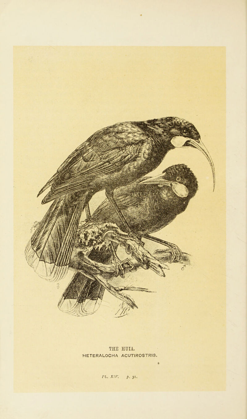 THE HUIA. HETERALOCHA ACUTIROSTRIS. * i'L. xn P- 31