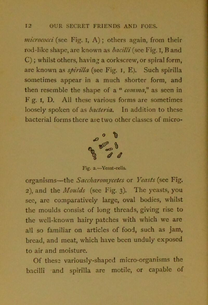 micrococci (see Fig. I, A) ; others again, from their rod-like shape, are known as bacilli (sec Fig. I, B and C); whilst others, having a corkscrew, or spiral form, arc known as spirilla (see Fig. I, E). Such spirilla sometimes appear in a much shorter form, and then resemble the shape of a “ comma, as seen in F g. I, D. All these various forms are sometimes loosely spoken of as bacteria. In addition to these bacterial forms there are two other classes of micro- organisms—the Saccharomycctes or Yeasts (see Fig. 2), and the Moulds (see Fig. 3). The yeasts, you sec, are comparatively large, oval bodies, whilst the moulds consist of long threads, giving rise to the well-known hairy patches with which we are all so familiar on articles of food, such as jam, bread, and meat, which have been unduly exposed to air and moisture. Of these variously-shaped micro-organisms the bacilli and spirilla are motile, or capable of Fig. 2.—Yeast-cells.