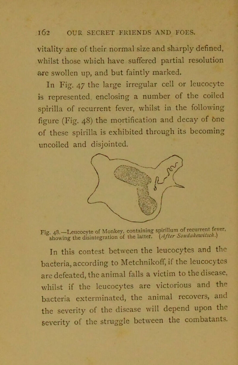 vitality are of their normal size and sharply defined, whilst those which have suffered partial resolution a>re swollen up, and but faintly marked. In Fig. 47 the large irregular cell or leucocyte is represented enclosing a number of the coiled spirilla of recurrent fever, whilst in the following figure (Fig. 48) the mortification and decay of bne of these spirilla is exhibited through its becoming uncoiled and disjointed. Fie. 48.—Leucocyte of Monkey, containing spirillum of recurrent fever, showing the disintegration of the latter. {After Soudakewttsch.) In this contest between the leucocytes and the bacteria, according to Metchnikoff, if the leucocytes are defeated, the animal falls a victim to the disease, whilst if the leucocytes are victorious and the bacteria exterminated, the animal recovers, and the severity of the disease will depend upon the severity of the struggle between the combatants.