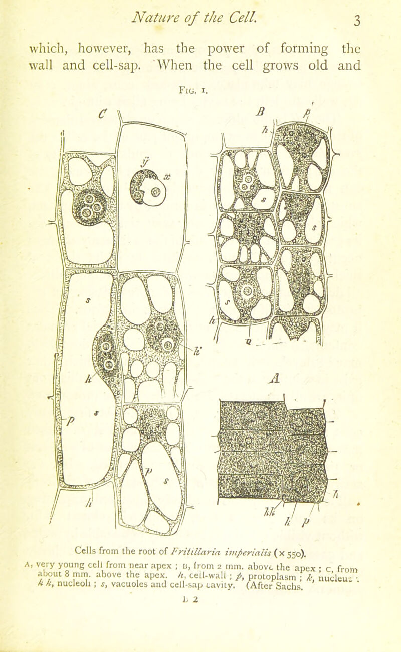 which, however, has the power of forming the wall and cell-sap. When the cell grows old and Fig. i. Cells from the root of Fritillaria imperialis ( X 550). A, very young cell from near apex ; u, from 2 mm. above the apex • c from about 8 mm. above the apex, h, cell-wall ; p, protoplasm ; /■ nudeu • • « nucleoli; s, vacuoles and cell-sap cavity. (After Sachs.
