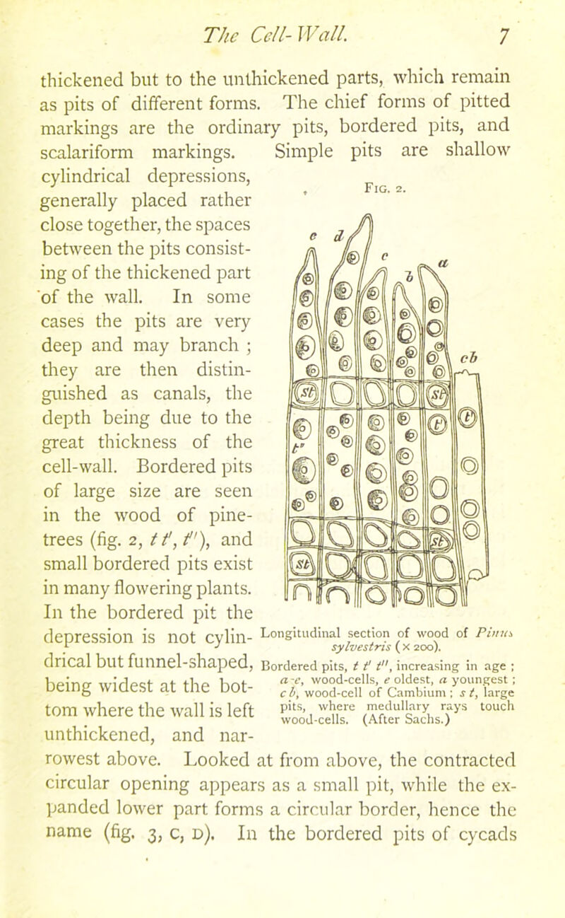 Fig. : thickened but to the unthickened parts, which remain as pits of different forms. The chief forms of pitted markings are the ordinary pits, bordered pits, and scalariform markings. Simple pits are shallow cylindrical depressions, generally placed rather close together, the spaces between the pits consist- ing of the thickened part of the wall. In some cases the pits are very deep and may branch ; they are then distin- guished as canals, the depth being due to the great thickness of the cell-wall. Bordered pits of large size are seen in the wood of pine- trees (fig. 2, 1f, t), and small bordered pits exist in many flowering plants. In the bordered pit the depression is not cylill- Longitudinal section of wood of Pimu L J sylvestns (x 200). drical but funnel-shaped. Bordered pits, 11 tn, increasing in age ; being widest at the bot- tom where the wall is left <S Sm1* ”'h unthickened, and nar- rowest above. Looked at from above, the contracted circular opening appears as a small pit, while the ex- panded lower part forms a circular border, hence the name (fig. 3, c, d). In the bordered pits of cycads c A/ f®\ e j @1 01 © k i© 1 © © © /c £ © fvl ©1 © 0 &\ &\ m E5 s fl 1 €> r © @ €) ® l © © L® © © ' © © 0 0 0 5 fU<ky_ E @) N n Q O lo | Id