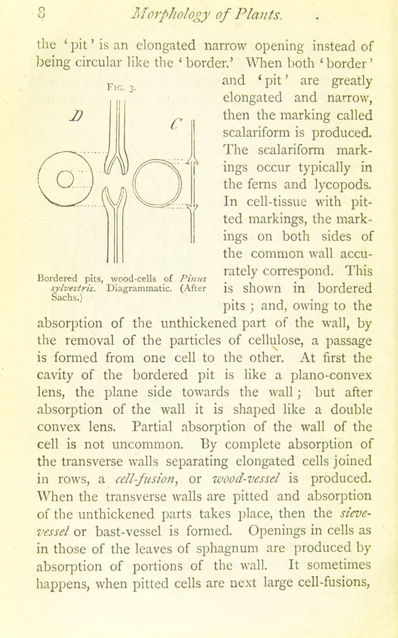 the ‘ pit ’ is an elongated narrow opening instead of being circular like the ‘ border.’ When both ‘border’ and ‘ pit ’ are greatly and narrow. Fig. 3. elongated then the marking called scalariform is produced. The scalariform mark- ings occur typically in the ferns and lycopods. In cell-tissue with pit- ted markings, the mark- ings on both sides of the common wall accu- rately correspond. This is shown in bordered pits ; and, owing to the absorption of the unthickened part of the wall, by the removal of the particles of cellulose, a passage Bordered pits, wood-cells of Pinus sylvestris. Diagrammatic. (After Sachs.) is formed from one cell to the other. At first the cavity of the bordered pit is like a plano-convex lens, the plane side towards the wall; but after absorption of the wall it is shaped like a double convex lens. Partial absorption of the wall of the cell is not uncommon. By complete absorption of the transverse walls separating elongated cells joined in rows, a cell-fusion, or wood-vessel is produced. When the transverse walls are pitted and absorption of the unthickened parts takes place, then the sieve- vessel or bast-vessel is formed. Openings in cells as in those of the leaves of sphagnum are produced by absorption of portions of the wall. It sometimes happens, when pitted cells are next large cell-fusions,