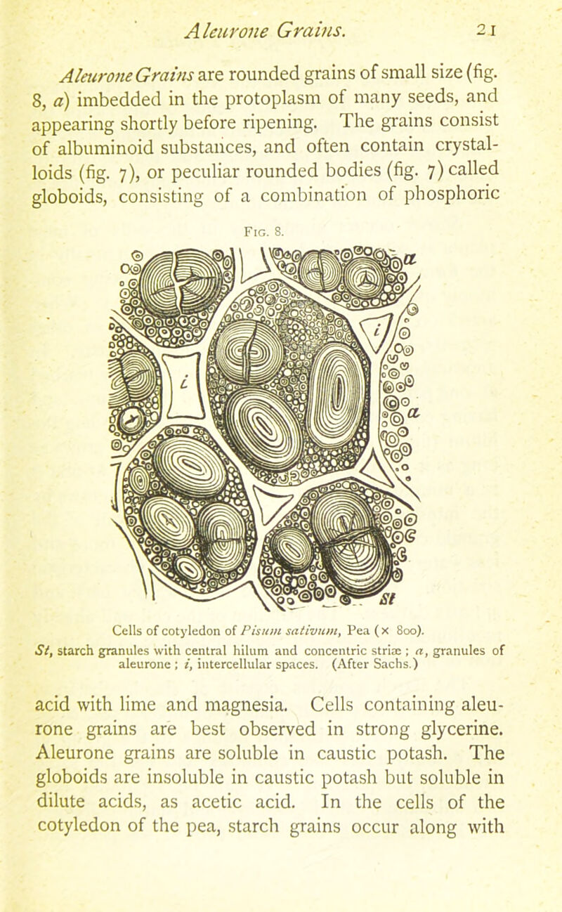 Aleurone Grains are rounded grains of small size (fig. 8, a) imbedded in the protoplasm of many seeds, and appearing shortly before ripening. The grains consist of albuminoid substances, and often contain crystal- loids (fig. 7), or peculiar rounded bodies (fig. 7) called globoids, consisting of a combination of phosphoric Fig. S. Cells of cotyledon of Pisum sativum, Pea ( x 800). St, starch granules with central hilum and concentric striae ; a, granules of aleurone ; i, intercellular spaces. (After Sachs.) acid with lime and magnesia. Cells containing aleu- rone grains are best observed in strong glycerine. Aleurone grains are soluble in caustic potash. The globoids are insoluble in caustic potash but soluble in dilute acids, as acetic acid. In the cells of the cotyledon of the pea, starch grains occur along with