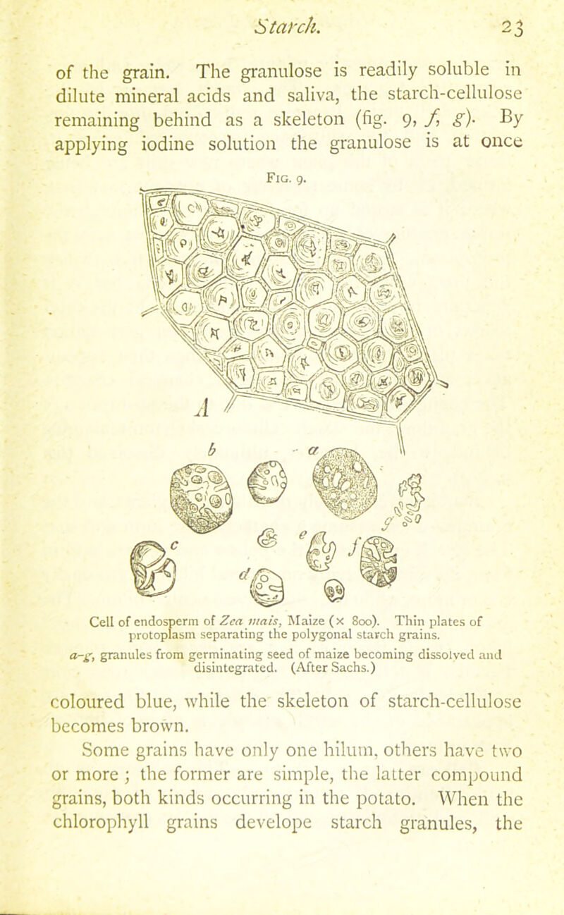 Starch. of the grain. The granulose is readily soluble in dilute mineral acids and saliva, the starch-cellulose remaining behind as a skeleton (fig. 9, f g)• By applying iodine solution the granulose is at once Fig. 9. a-£, granules from germinating seed of maize becoming dissolved and disintegrated. (After Sachs.) coloured blue, while the skeleton of starch-cellulose becomes brown. Some grains have only one hilum, others have two or more ; the former are simple, the latter compound grains, both kinds occurring in the potato. When the chlorophyll grains develope starch granules, the