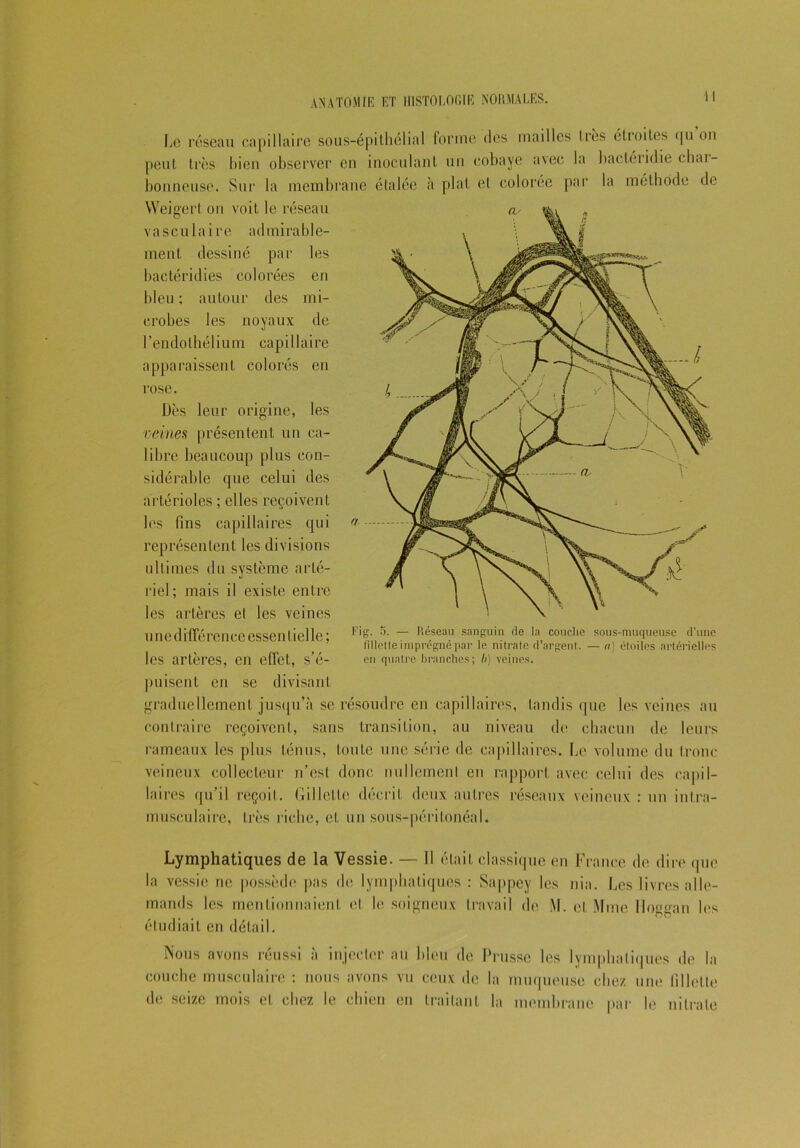 Le réseau capillaire sous-épithélial forme des mailles très étioiLes <|u ou peut très bien observer en inoculant un cobaye avec la bactéiidie chai- bonneuse. Sur la membrane étalée à plat cl colorée par la méthode de Weigert on voit le réseau vasculaire ad mira ble- ment dessiné par les bactéridies colorées en bleu ; autour des mi- crobes les noyaux de l'endothélium capillaire apparaissent colorés en rose. Dès leur origine, les veines présentent un ca- libre beaucoup plus con- sidérable que celui des artérioles ; elles reçoivent les fins capillaires qui représentent les divisions ultimes du système arté- riel; mais il existe entre les artères el les veines une différence essentielle; les artères, en effet, s’é- puisent en se divisant graduellement jusqu’à se résoudre en capillaires, tandis (pie les veines au contraire reçoivent, sans transition, au niveau de chacun de leurs rameaux les plus ténus, toute une série de capillaires. Le volume du tronc veineux collecteur n’est donc nullement en rapport avec celui des capil- laires qu’il reçoit. Gillette décrit deux autres réseaux veineux : un intra- musculaire, très riche, et un sous-péritonéal. Fig. 5. — Réseau sanguin de la couclie sous-muqueuse d’une fillette imprégné par le nitrate d’argent. —a) étoiles artérielles en quatre branches; b) veines. Lymphatiques de la Vessie. — Il était classique en France de dire que la vessie ne possède pas de lymphatiques : Sappey les nia. Les livres alle- mands les mentionnaient et le soigneux travail de iM. et Mme lloggan les étudiait en détail. Nous avons réussi à injecter au bleu de couché musculaire : nous avons vu ceux de de seize mois cl chez le chien en traitant Prusse les lymphatiques de la la muqueuse chez une fillette la membrane par le nitrate