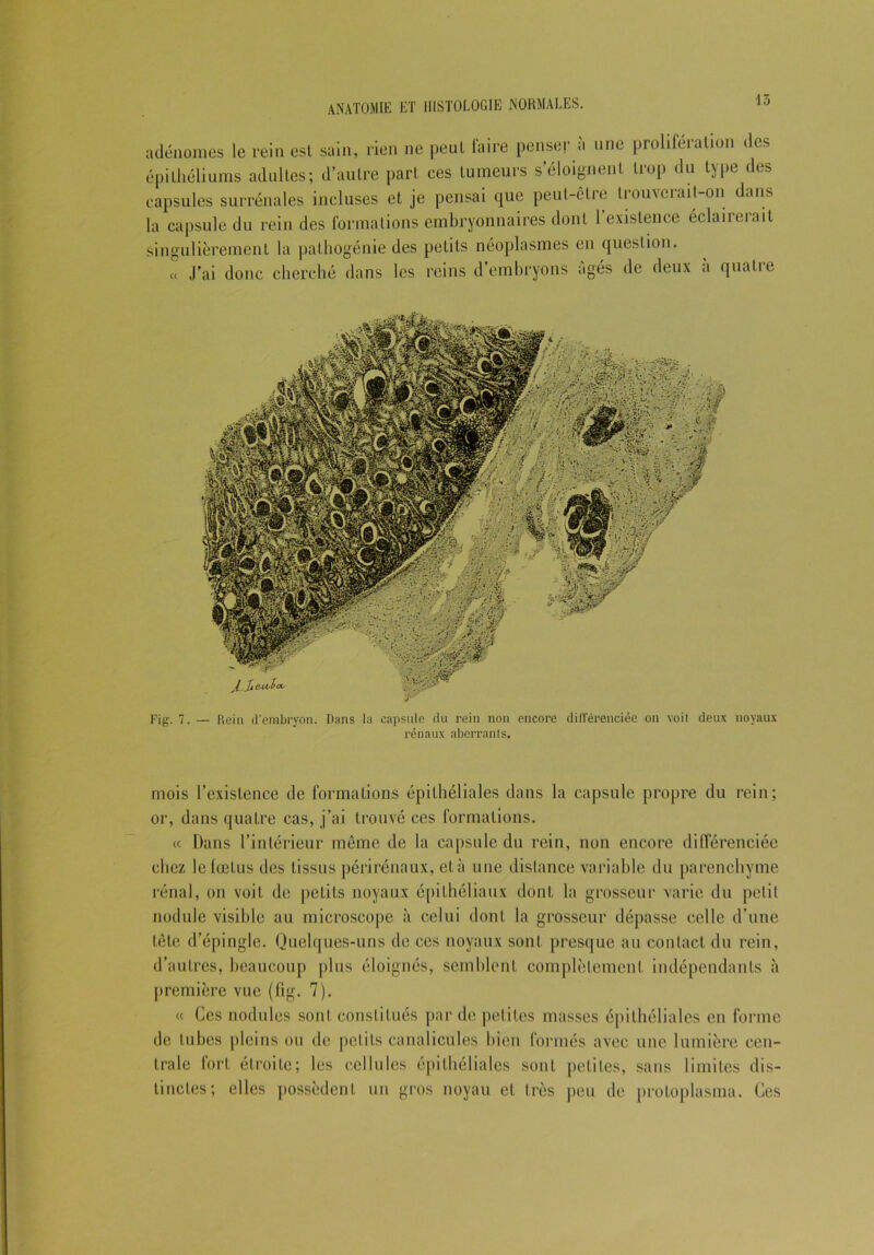 adénomes le rein est sain, rien ne peut faire penser à une prolifération des épithéliums adultes; d’autre part ces tumeurs s’éloignent trop du type des capsules surrénales incluses et je pensai que peut-être trouverait-on dans la capsule du rein des formations embryonnaires dont l’existence éclairerait singulièrement la pathogénie des petits néoplasmes en question. « J’ai donc cherché dans les reins d embryons âgés de deux a quatie Fig. 7. — Rein d'embryon. Dans la capsule du rein non encore différenciée on voit deux noyaux rénaux aberrants. mois l’existence de formations épithéliales dans la capsule propre du rein; or, dans quatre cas, j’ai trouvé ces formations. « Dans l’intérieur même de la capsule du rein, non encore différenciée chez le lœtus des tissus périrénaux, et à une distance variable du parenchyme rénal, on voit de petits noyaux épithéliaux dont la grosseur varie du petit nodule visible au microscope à celui dont la grosseur dépasse celle d’une tête d’épingle. Quelques-uns de ces noyaux sont presque au contact du rein, d’autres, beaucoup plus éloignés, semblent complètement indépendants à première vue (fig. 7). « Ces nodules sont constitués par de petites masses épithéliales en forme de tubes pleins ou de petits canalicules bien formés avec une lumière cen- trale fort étroite; les cellules épithéliales sont petites, sans limites dis- tinctes; elles possèdent un gros noyau et très peu de protoplasme. Ces