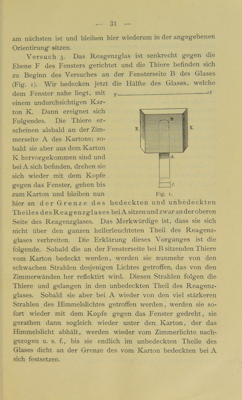 am nächsten ist und bleiben hier wiederum in der angegebenen Orientirung sitzen. Versuch 3. Das Reagenzglas ist senkrecht gegen die Ebene F des Fensters gerichtet und die Thiere befinden sich zu Beginn des Versuches an der Fensterseite B des Glases (Fig. i). Wir bedecken jetzt die Hälfte des Glases, welche dem Fenster nahe liegt, mit — -Jf einem undurchsichtigen Kar- ton K. Dann ereignet sich Folgendes. Die Thiere er- scheinen alsbald an der Zim- merseite A des Kartons; so- bald sie aber aus dem Karton K hervorgekommen sind und bei A sich befinden, drehen sie sich wieder mit dem Kopfe gegen das Fenster, gehen bis hier an der Grenze des bedeckten und unbedeckten Theiles des Reagenzglases bei A sitzen und zwar an der oberen Seite des Reagenzglases. Das Merkwürdige ist, dass sie sich nicht über den ganzen hellerleuchteten Theil des Reagenz- glases verbreiten. Die Erklärung dieses Vorganges ist die folgende. Sobald die an der Fensterseite bei B sitzenden Thiere vom Karton bedeckt werden, werden sie nunmehr von den schwachen Strahlen desjenigen Lichtes getroffen, das von den Zimmerwänden her reflektirt wird. Diesen Strahlen folgen die Thiere und gelangen in den unbedeckten Theil des Reagenz- glases. Sobald sie aber bei A wieder von den viel stärkeren Strahlen des Himmelslichtes getroffen werden, werden sie so- fort wieder mit dem Kopfe gegen das Fenster gedreht, sie gerathen dann sogleich wieder unter den. Karton, der das Himmelslicht abhält, werden wieder vom Zimmerlichte, nach- gezogen u. s. f., bis sie endlich im unbedeckten Theile des Glases dicht an der Grenze des vom Karton bedeckten bei A sich festsetzen.