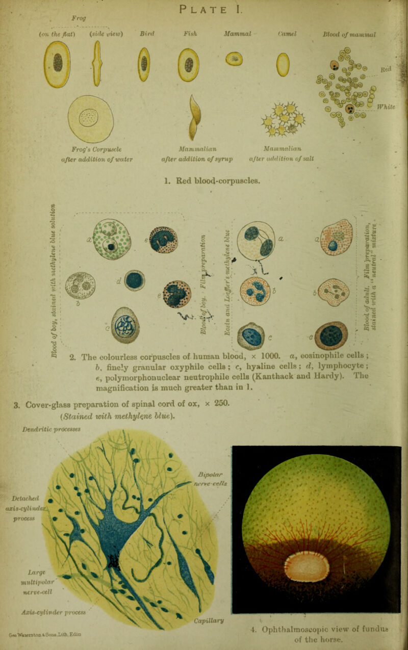 Frog (on the flat) (side view) Bird Plate I. Fish Mammal darnel Blood of mammal 0 ^ Bed 1 © ® ^ White ;>@© Frog’s Corpuscle after addition of water Mammalian Mammalian after addition of syrup after addition of salt 1. Red blood-corpuscles. a 1 II ^ 2. The colourless corpuscles of human blood, x 1000. a, eosinophile cells ; b, finely granular oxyphile cells; c, hyaline cells; d, lymphocyte; e, polymorphonuclear neutrophile cells (Kanthack and Hardy). The magnification is much greater than in 1. 3. Cover-glass preparation of spinal cord of ox, x 250. (Stained with methylene blue). Dendritic processes Large multipolar nerve-cell Axis-cylinder process Geo Waters tonaSons.lAth, Edin 4. Ophthalmoscopic view of fundus of the horse.