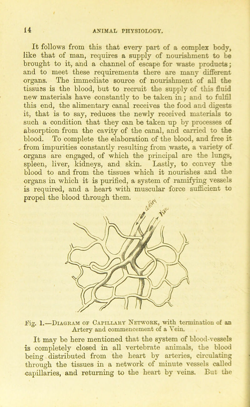 It follows from this that every part of a complex body, like that of man, requires a supply of nourishment to be brought to it, and a channel of escape for waste products; and to meet these requirements there are many different organs. The immediate source of nourishment of all the tissues is the blood, but to recruit the supply of this fluid new materials have constantly to be taken in; and to fulfil this end, the alimentary canal receives the food and digests it, that is to say, reduces the newly received materials to such a condition that they can be taken up by processes of absorption from the cavity of the canal, and carried to the blood. To complete the elaboration of the blood, and free it from impurities constantly resulting from waste, a variety of organs are engaged, of which the principal are the lungs, spleen, liver, kidneys, and skin. Lastly, to convey the blood to and from the tissues which it nourishes and the organs in which it is purified, a system of ramifying vessels is required, and a heart with muscular force sufficient to Fig. 1.—Diagkam of Capillary Network, with termination of an Artery and commencement of a Vein. It may be here mentioned that the system of blood-vessels is completely closed in all vertebrate animals, the blood being distributed from the heart by arteries, circulating through the tissues in a network of minute vessels called capillaries, and returning to the heart by veins. But the
