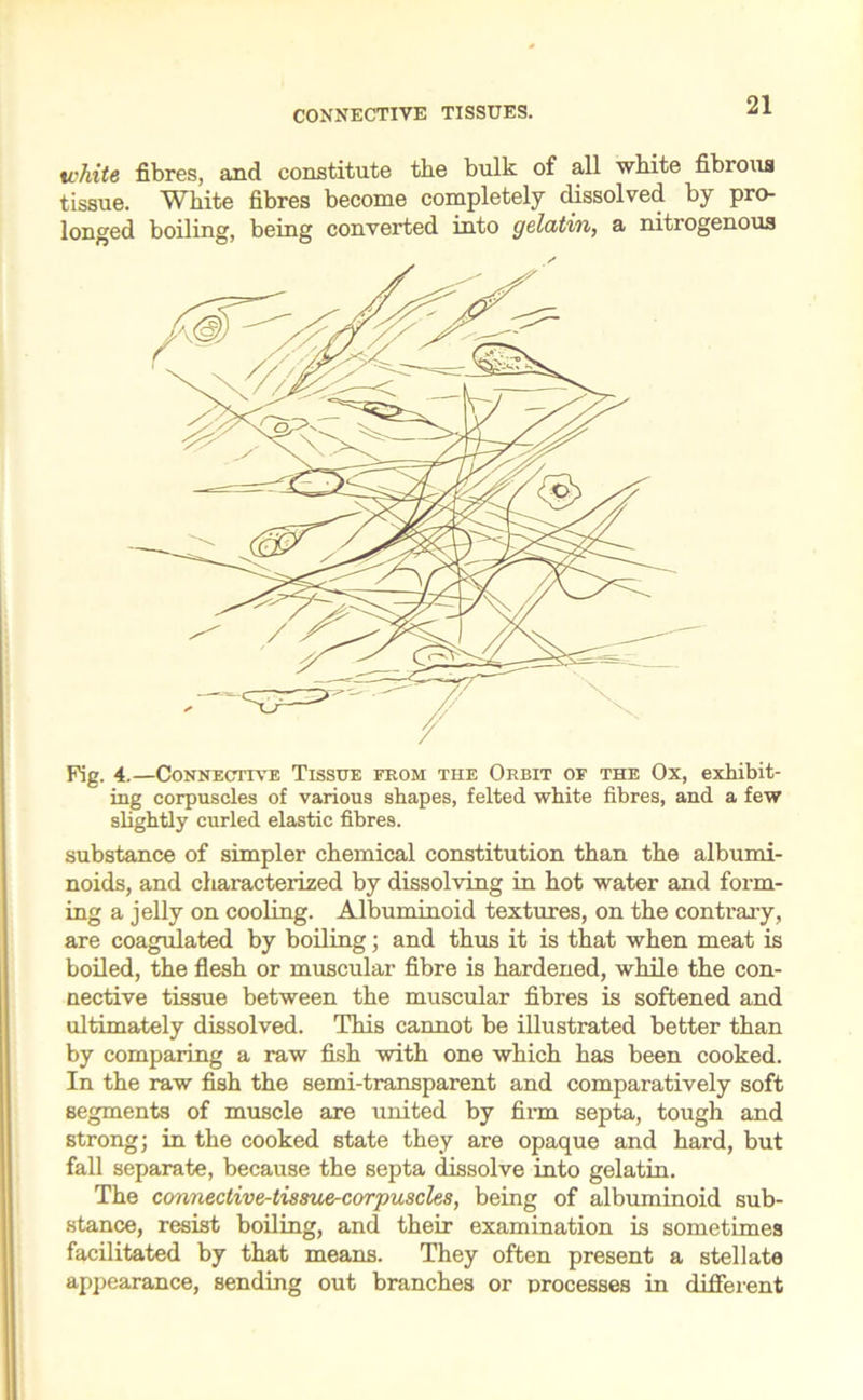 CONNECTIVE TISSUES. white fibres, and constitute the bulk of all white fibrous tissue. White fibres become completely dissolved by pro- longed boiling, being converted into gelatin, a nitrogenous Fig. 4.—Connective Tissue from the Orbit of the Ox, exhibit- ing corpuscles of various shapes, felted white fibres, and a few slightly curled elastic fibres. substance of simpler chemical constitution than the albumi- noids, and characterized by dissolving in hot water and form- ing a jelly on cooling. Albuminoid textures, on the contrary, are coagulated by boiling; and thus it is that when meat is boiled, the flesh or muscular fibre is hardened, while the con- nective tissue between the muscular fibres is softened and ultimately dissolved. This cannot be illustrated better than by comparing a raw fish with one which has been cooked. In the raw fish the semi-transparent and comparatively soft segments of muscle are united by firm septa, tough and strong; in the cooked state they are opaque and hard, but fall separate, because the septa dissolve into gelatin. The connective-tissue-corpuscles, being of albuminoid sub- stance, resist boiling, and their examination is sometimes facilitated by that means. They often present a stellate appearance, sending out branches or processes in different