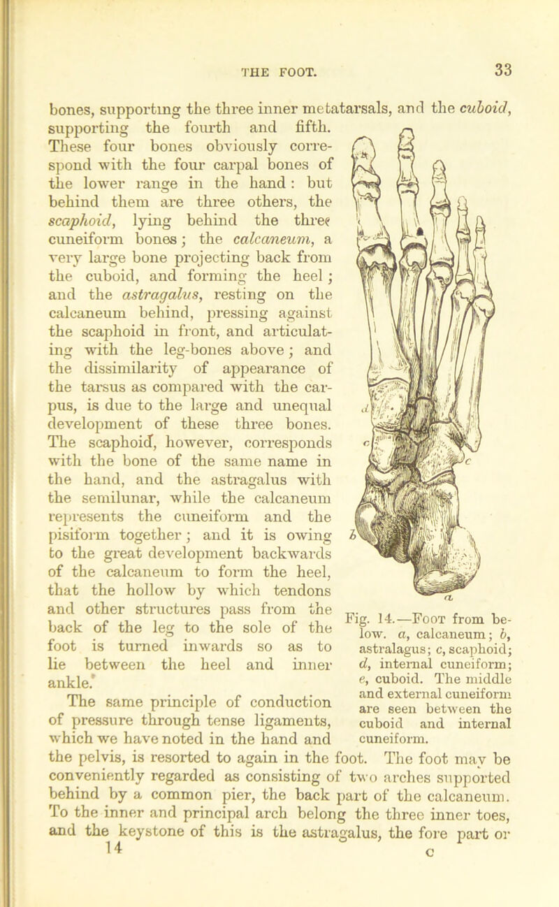 bones, supporting the three inner metatarsals, and the cuboid, supporting the foiu-th and fifth. These four bones obviously corre- spond with the four carpal bones of the lower range in the hand: but behind them are three others, the scaphoid, lying behind the three cuneiform bones; the calcaneum, a very large bone projecting back from the cuboid, and forming the heel; and the astragalus, resting on the calcaneum behind, pressing against the scaphoid in front, and articulat- ing with the leg-bones above; and the dissimilarity of appearance of the tarsus as compared with the car- pus, is due to the large and unequal development of these three bones. The scaphoid, however, corresponds with the bone of the same name in the hand, and the astragalus with the semilunar, while the calcaneum represents the cuneiform and the pisiform together; and it is owing to the great development backwards of the calcaneum to form the heel, that the hollow by which tendons and other structures pass from the back of the leg to the sole of the as to inner Fig. 14.—Foot from be- low. a, calcaneum; b, astralagus; c, scaphoid; d, internal cuneiform; e, cuboid. The middle and external cuneiform are seen between the cuboid and internal cuneiform. foot is turned inwards so lie between the heel and ankle. The same principle of conduction of pressure through tense ligaments, which we have noted in the hand and the pelvis, is resorted to again in the foot. The foot may be conveniently regarded as consisting of two arches supported behind by a common pier, the back part of the calcaneum. To the inner and principal arch belong the three inner toes, and the keystone of this is the astragalus, the fore part or 14 c