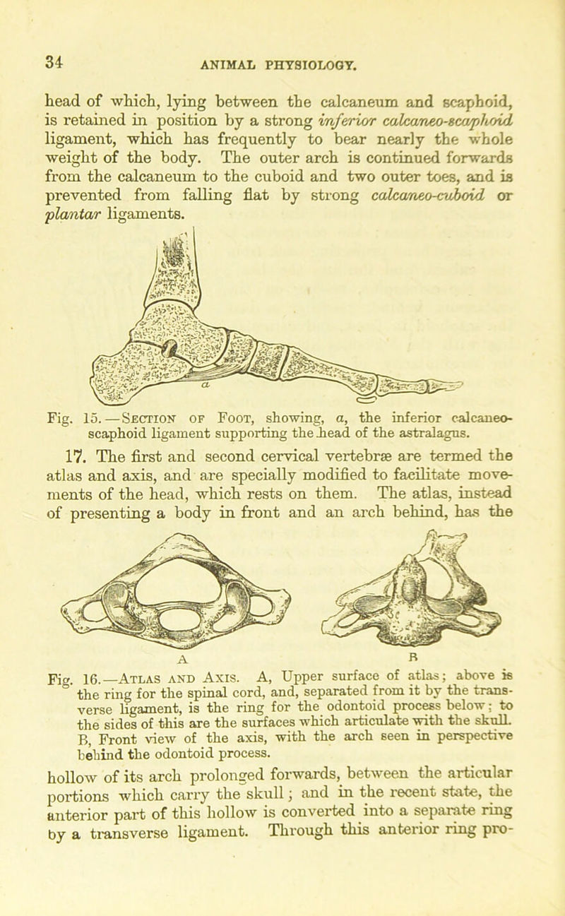 head of which, lying between the calcaneum and scaphoid, is retained in position by a strong inferior caleaneo-gca/pl^A/i ligament, which has frequently to bear nearly the whole weight of the body. The outer arch is continued forwards from the calcaneum to the cuboid and two outer toes, and is prevented from falling flat by strong calca/neo-cuboid or plantar ligaments. Fig. 15.—Section of Foot, showing, a, the inferior cal can eo- scaphoid ligament supporting the .head of the astralagus. 17. The first and second cervical vertebrae are termed the atlas and axis, and are specially modified to facilitate move- ments of the head, which rests on them. The atlas, instead of presenting a body in front and an arch behind, has the Fig. 16.—Atlas and Axis. A, Upper surface of atlas; above is ° the ring for the spinal cord, and, separated from it by the trans- verse ligament, is the ring for the odontoid process below: to the sides of this are the surfaces which articulate with the skulL B, Front view of the axis, with the arch seen in perspective behind the odontoid process. hollow of its arch prolonged forwards, between the articular portions which carry the skull j and in the recent state, the anterior part of this hollow is converted into a separate ring by a transverse ligament. Through this anterior ring pro-