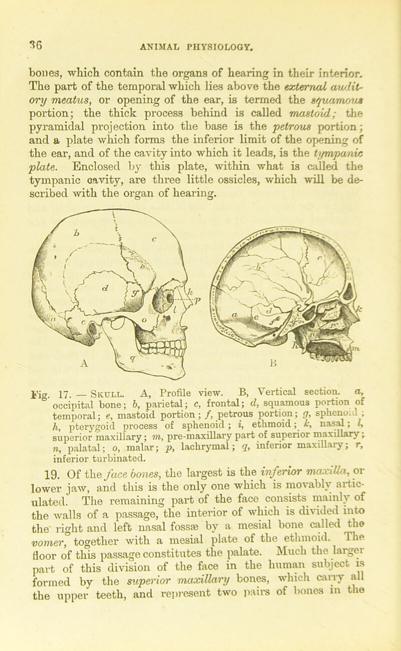 bones, which contain the organs of hearing in their interior. The part of the temporal which lies above the external avAit- ory meatus, or opening of the ear, is termed the squamous portion; the thick process behind is called mastoid; the pyramidal projection into the base is the petrous portion; and a plate which forms the inferior limit of the opening of the ear, and of the cavity into which it leads, is the tympanic plate. Enclosed by this plate, within what is called the tympanic cavity, are three little ossicles, which will be de- scribed with the organ of hearing. j’jg. 17. — Skull. A, Profile view. B, Vertical section, a, occipital bone; b, parietal; c, frontal; d, squamous portion of temporal; e, mastoid portion; f, petrous portion; (J, spheno. 1 . h, pterygoid process of sphenoid ; i, ethmoid; k, nasal; l, superior maxillary; in, pre-maxillary part of superior maxillary, n, palatal; o, malar; p, lachrymal; q, inferior maxillary; r, inferior turbinated. 19. Of the face bones, the largest is the inferior maxilla, or lower jaw, and this is the only one which is movably artic- ulated. The remaining part of the face consists mainly of the walls of a passage, the interior of which is divided into the right and left nasal fossae by a mesial bone called the vomer° together with a mesial plate of the ethmoid. The floor of this passage constitutes the palate. Muck the largei part of this division of the face in the human subject is formed by the superior maxillary bones, which carry all the upper teeth, and represent two pairs of bones in the