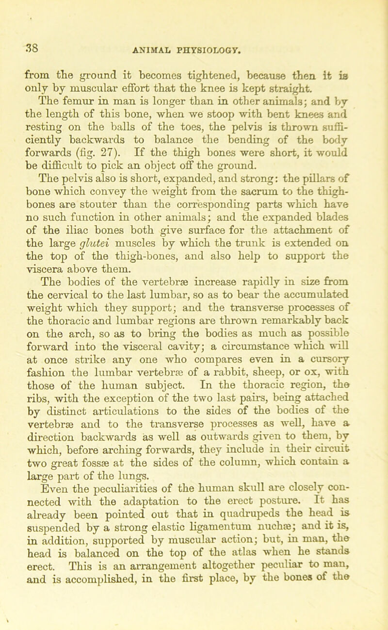 from the ground it becomes tightened, because then, it is only by muscular effort that the knee is kept straight. The femur in man is longer than in other animals; and by the length of this bone, when we stoop with bent knees and resting on the balls of the toes, the pelvis is thrown suffi- ciently backwards to balance the bending of the body forwards (fig. 27). If the thigh bones were short, it would be difficult to pick an object off the ground. The pelvis also is short, expanded, and strong: the pillars of bone which convey the weight from the sacrum to the thigh- bones are stouter than the corresponding parts which have no such function in other animals; and the expanded blades of the iliac bones both give surface for the attachment of the large glutei muscles by which the trunk is extended on the top of the thigh-bones, and also help to support the viscera above them. The bodies of the vertebrae increase rapidly in size from the cervical to the last lumbar, so as to bear the accumulated weight which they support; and the transverse processes of the thoracic and lumbar regions are thrown remarkably back on the arch, so as to bring the bodies as much as possible forward into the visceral cavity; a circumstance which will at once strike any one who compares even in a cursory fashion the lumbar vertebra; of a rabbit, sheep, or ox, with those of the human subject. In the thoracic region, the ribs, with the exception of the two last pairs, being attached by distinct articulations to the sides of the bodies of the vertebrae and to the transverse processes as well, have a direction backwards as well as outwards given to them, by which, before arching forwards, they include in their circuit two great fossae at the sides of the column, which contain a large part of the lungs. Even the peculiarities of the human skull are closely con- nected with the adaptation to the erect posture. It has already been pointed out that in quadrupeds the head is suspended by a strong elastic ligamentum nuclne; and it is, in addition, supported by muscular action; but, in man, the head is balanced on the top of the atlas when he stands erect. This is an arrangement altogether peculiar to man, and is accomplished, in the first place, by the bones of the