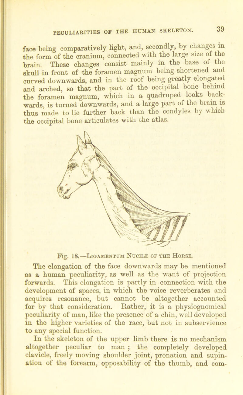 face being comparatively light, and, secondly, by changes in the form of the cranium, connected with the large size of the brain. These changes consist mainly in the base of the skull in front of the foramen magnum being shortened and curved downwards, and in the roof being greatly elongated and arched, so that the part of the occipital bone behind the foramen magnum, which in a quadruped looks back- wards, is turned downwards, and a large part of the brain is thus made to lie further back than the condyles by which the occipital bone articulates with the atlas. Fig. 18.—Ligament hm Nuchze of the Horse. The elongation of the face downwards may be mentioned as a human peculiarity, as well as the want of projection forwards. This elongation is partly in connection with the development of spaces, in which the voice reverberates and acquires resonance, but cannot be altogether accounted for by that consideration. Rather, it is a physiognomical peculiarity of man, like the presence of a chin, well developed in the higher varieties of the race, but not in subservience to any special function. In the skeleton of the upper limb there is no mechanism altogether peculiar to man ; the completely developed clavicle, freely moving shoulder joint, pronation and supin- ation of the forearm, opposability of the thumb, and com-
