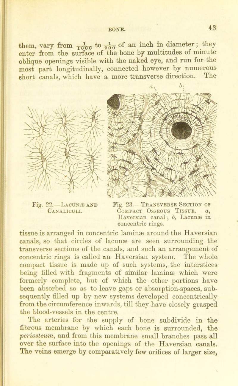 them, vary from yaVu to -^y of an inch in diameter; they enter from the surface of the bone by multitudes of minute oblique openings visible with the naked eye, and run for the most part longitudinally, connected however by numerous short canals, which have a more transverse direction. The b. Fig. 22.—Lacunae and Fig. 23.—Transverse Section of Canaliculi. Compact Osseous Tissue, a, Haversian canal; b, Lacunas in concentric rings. tissue is arranged in concentric laminae around the Haversian canals, so that circles of lacunae are seen surrounding the transverse sections of the canals, and such an arrangement of concentric rings is called an Haversian system. The whole compact tissue is made up of such systems, the interstices being filled with fragments of similar laminae which were formerly complete, but of which the other portions have been absorbed so as to leave gaps or absorption-spaces, sub- sequently filled up by new systems developed concentrically from the circumference inwards, till they have closely grasped the blood-vessels in the centre. The arteries for the supply of bone subdivide in the fibrous membrane by which each bone is surrounded, the periosteum, and from this membrane small branches pass all over the surface into the openings of the Haversian canals. The veins emerge by comparatively few orifices of larger size,