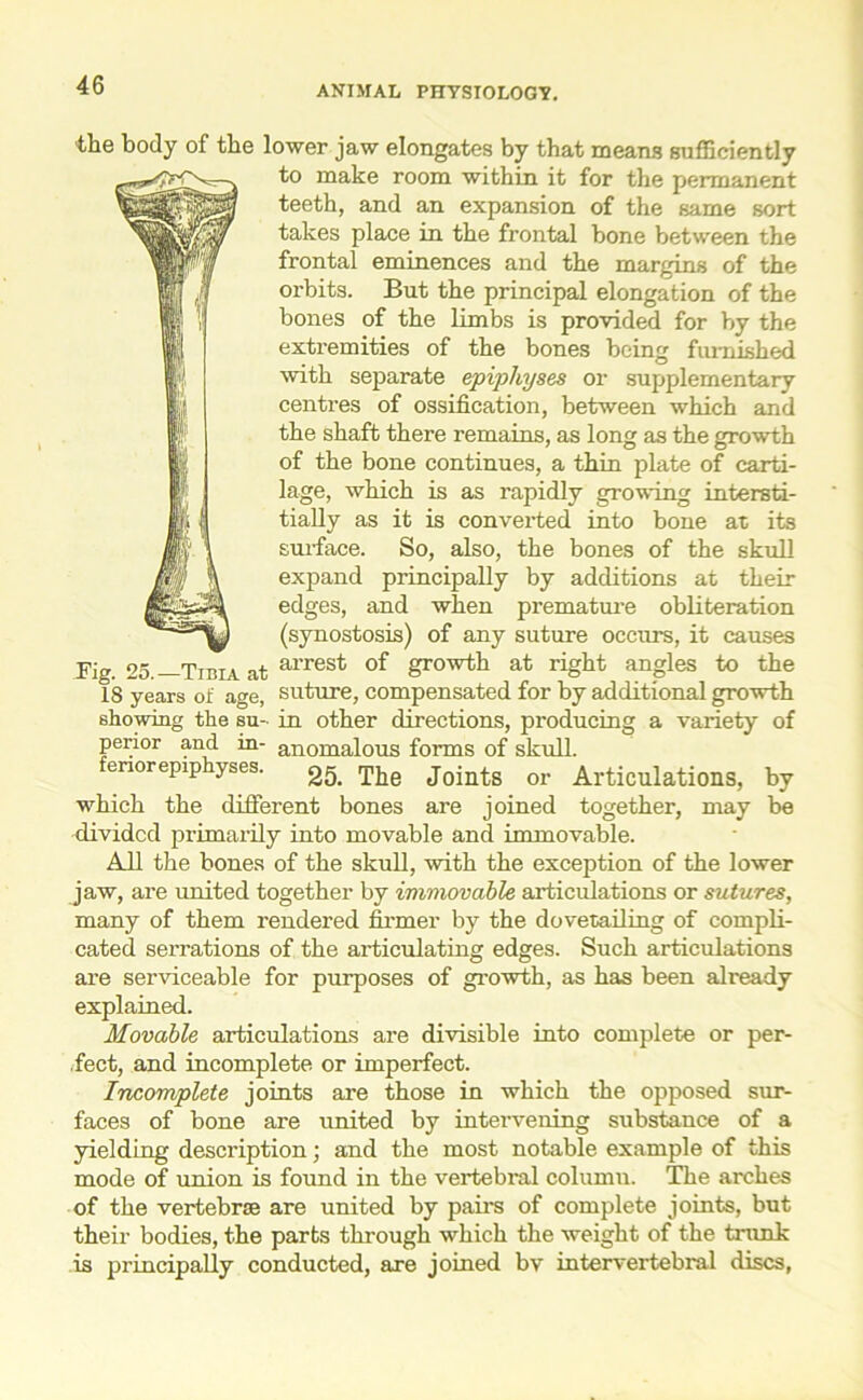 the body of the lower jaw elongates by that means sufficiently to make room within it for the permanent teeth, and an expansion of the same sort takes place in the frontal bone between the frontal eminences and the margins of the orbits. But the principal elongation of the bones of the limbs is provided for by the extremities of the bones being furnished with separate epiphyses or supplementary centres of ossification, between which and the shaft there remains, as long as the growth of the bone continues, a thin plate of carti- lage, which is as rapidly growing intersti- tially as it is converted into bone at its surface. So, also, the bones of the skull expand principally by additions at their edges, and when premature obliteration (synostosis) of any suture occurs, it causes pig 05 Tibia at arrest °f growth at right angles to the 18 years of age, suture, compensated for by additional growth showing the su- in other directions, producing a variety of perior and in- anomalous forms of skull, fenorepiphyses. 25 The Jointg Qr Articulations, by which the different bones are joined together, may be divided primarily into movable and immovable. All the bones of the skull, with the exception of the lower jaw, are united together by immovable articulations or sutures, many of them rendered firmer by the dovetailing of compli- cated serrations of the articulating edges. Such articulations are serviceable for purposes of growth, as has been already explained. Movable articulations are divisible into complete or per- fect, and incomplete or imperfect. Incomplete joints are those in which the opposed sur- faces of bone are united by intervening substance of a yielding description; and the most notable example of this mode of union is found in the vertebral column. The arches of the vertebrae are united by pairs of complete joints, but their bodies, the parts through which the weight of the trunk is principally conducted, are joined bv intervertebral discs,