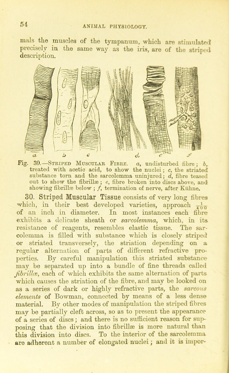 mals the muscles of the tympanum, which are stimulated precisely in the same way as the iris, are of the striped description. Fig. 30.—Striped Muscular Fibre, a, undisturbed fibre; b, treated with acetic acid, to show the nuclei; c, the striated substance tom and the sarcolemma uninjured; d, fibre teased out to show the fibrillae; e, fibre broken into discs above, and showing fibrilhe below ; /, termination of nerve, after Kiihne. 30. Striped Muscular Tissue consists of very long fibres which, in their best developed varieties, approach of an inch in diameter. In most instances each fibre exhibits a delicate sheath or sarcolemma, which, in its resistance of reagents, resembles elastic tissue. The sar- colemma is filled with substance wffiich is closely striped or striated transversely, the striation depending on a regular alternation of parts of different refractive pro- perties. By careful manipulation this striated substance may be separated up into a bundle of fine threads called Jibrillce, each of which exhibits the same alternation of parts which causes the striation of the fibre, and may be looked on as a series of dark or highly refractive parts, the sarcous elements of Bowman, connected by means of a less dense material. By other modes of manipulation the striped fibres may be partially cleft across, so as to present the appearance of a series of discs; and there is no sufficient reason for sup- posing that the division into fibrilhe is more natural than this division into discs. To the interior of the sarcolemma are adhoront a number of elongated nuclei; and it is impor-