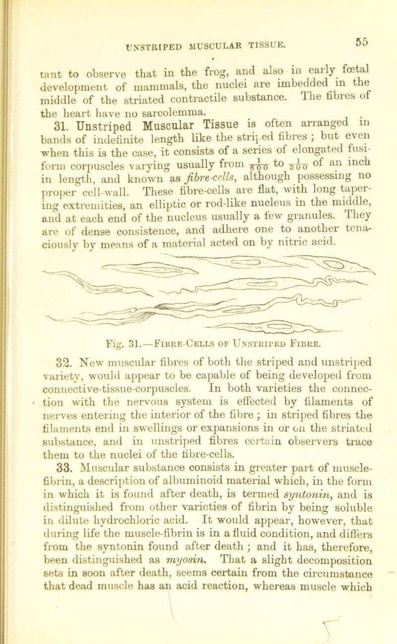 UNSTRIPED MUSCULAR TISSUE. tant to observe that in the frog, and also in early fceta development of mammals, the nuclei are imbedded. in the middle of the striated contractile substance, lhe tibies of the heart have no sarcolemma. 31. Unstriped Muscular Tissue is often arranged in bands of indefinite length like the striped fibres ; but even when this is the case, it consists of a series of elongated fusi- form corpuscles varying usually from ^5- to of an inch in length, and known as fibre-cells, although possessing no proper cell-wall. These fibre-cells are flat, with long tapei- ing extremities, an elliptic or rod-like nucleus in the middle, and at each end of the nucleus usually a few granules. Ihey are of dense consistence, and adhere one to another tena- ciously by means of a material acted on by nitric acid. 32. New muscular fibres of both the striped and unstriped variety, would appear to be capable of being developed from connective-tissue-corpuscles. In both varieties the connec- tion with the nervous system is effected by filaments of nerves entering the interior of the fibre ; in striped fibres the filaments end in swellings or expansions in or on the striated substance, and in unstriped fibres certain observers trace them to the nuclei of the fibre-cells. 33. Muscular substance consists in greater part of muscle- fibrin, a description of albuminoid material which, in the form in which it is found after death, is termed syntonin, and is distinguished from other varieties of fibrin by being soluble in dilute hydrochloric acid. It would appear, however, that dining life the muscle-fibrin is in a fluid condition, and differs from the syntonin found after death ; and it has, therefore, been distinguished as myosin. That a slight decomposition sets in soon after death, seems certain from the circumstance that dead muscle has an acid reaction, whereas muscle which