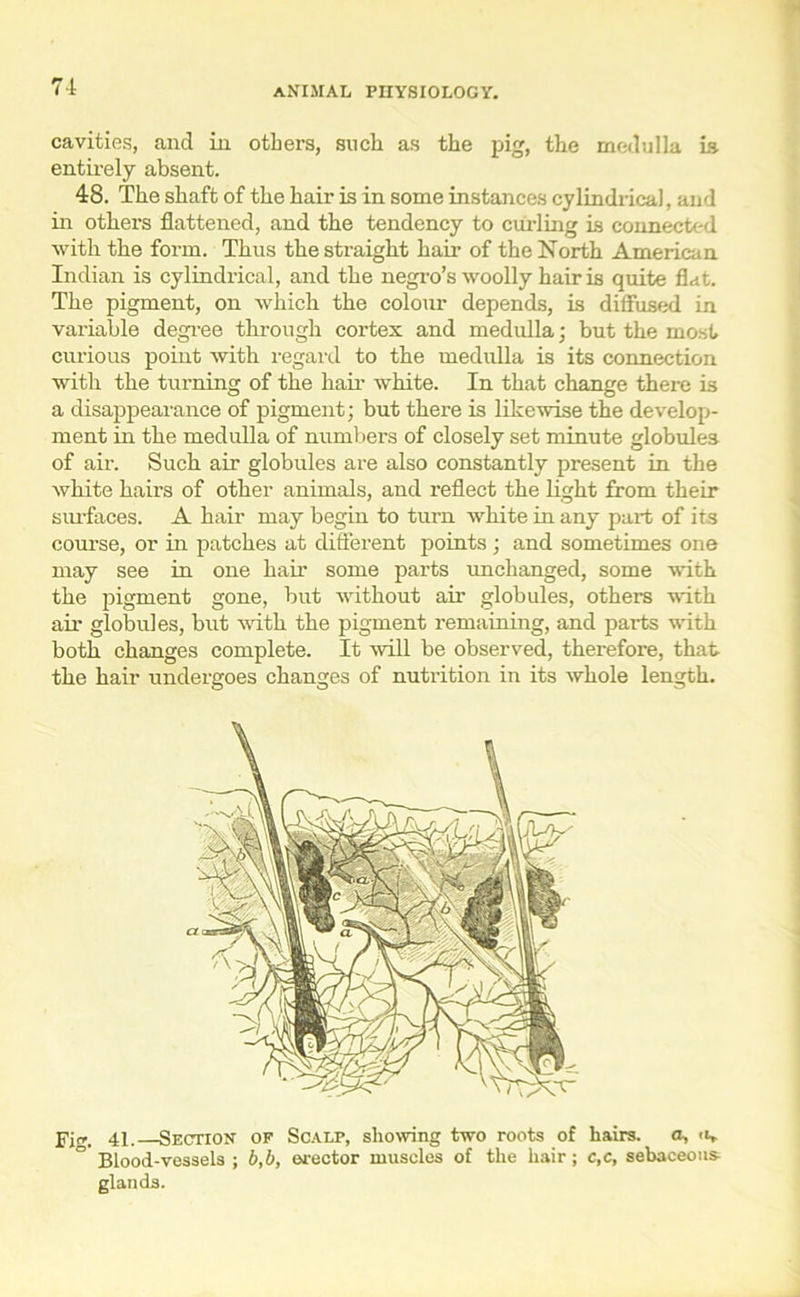 cavities, and in others, such as the pig, the medulla Is entirely absent. 48. The shaft of the hair is in some instances cylindrical, and in others flattened, and the tendency to curling is connected with the form. Thus the straight hair of the North American Indian is cylindrical, and the negro’s woolly hair is quite flat. The pigment, on which the colour depends, is diffused in variable degree through cortex and medulla; but the most curious point with regard to the medulla is its connection with the turning of the hail- white. In that change there is a disappearance of pigment; but there is likewise the develop- ment in the medulla of numbers of closely set minute globules of air. Such air globules are also constantly present in the white hairs of other animals, and reflect the light from their siu-faces. A hair may begin to turn white in any part of its course, or in patches at different points; and sometimes one may see in one hair some parts unchanged, some with the pigment gone, but without air globules, others with air globules, but with the pigment remaining, and parts with both changes complete. It will be observed, therefore, that the hair undergoes changes of nutrition in its whole length. Fig. 41.—Section of Scalp, showing two roots of hairs, a, Blood-vessels ; b,b, erector muscles of the hair; c,c, sebaceous: glands.