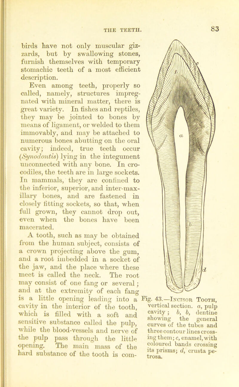 birds have not only muscular giz- zards, but by swallowing stones, furnish themselves with temporary stomachic teeth of a most efficient description. Even among teeth, properly so called, namely, structures impreg- nated with mineral matter, there is great variety. In fishes and reptiles, they may be jointed to bones by means of ligament, or welded to them immovably, and may be attached to numerous bones abutting on the oral cavity; indeed, true teeth occur (Synodontis) lying in the integument unconnected with any bone. In cro- codiles, the teeth are in large sockets. In mammals, they are confined to the inferior, superior, and inter-max- illary bones, and are fastened in closely fitting sockets, so that, when full grown, they cannot drop out, even when the bones have been macerated. A tooth, such as may be obtained from the human subject, consists of a crown projecting above the gum, and a root imbedded in a socket of the jaw, and the place where these meet is called the neck. The root may consist of one fang or several; and at the extremity of each fang is a little opening leading into a cavity in the interior of the tooth, which is filled with a soft and sensitive substance called the pulp, while the blood-vessels and nerve of the pulp pass through the little opening. The main mass of the hard substance of the tooth is com- Fig. 43.—Inctsor Tooth, vertical section, a, pulp cavity; b, b, dentine showing the general curves of the tubes and three contour lines cross- ing them; c, enamel, with coloured bands crossing its prisms; d, crusta pe- trosa.