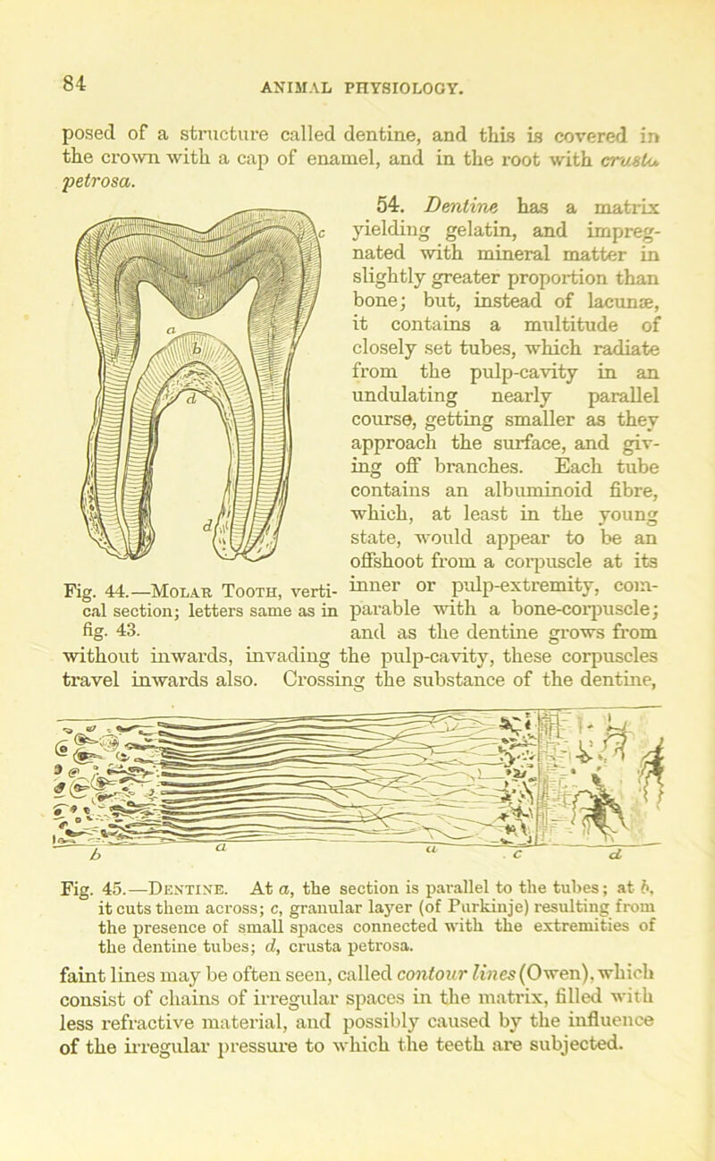 posed of a structure called dentine, and this is covered in the crown with a cap of enamel, and in the root with crastu petrosa. Fig. 44.—Molar Tooth, verti- cal section; letters same as in fig. 43. 54:. Dentine has a matrix yielding gelatin, and impreg- nated with mineral matter in slightly greater proportion than bone; but, instead of lacunae, it contains a multitude of closely set tubes, which radiate from the pulp-cavity in an undulating nearly parallel course, getting smaller as they approach the surface, and giv- ing off branches. Each tube contains an albuminoid fibre, which, at least in the young state, would appear to be an offshoot from a corpuscle at its inner or pulp-extremity, com- parable with a bone-corpuscle; and as the dentine grows from without inwai’ds, invading the pulp-cavity, these corpuscles travel inwards also. Crossing the substance of the dentine, Fig. 45.—Dentine. At a, the section is parallel to the tubes; at b. it cuts them across; c, granular layer (of Purkinje) resulting from the presence of small spaces connected with the extremities of the dentine tubes; d, crusta petrosa. faint lines may be often seen, called contour lines (Owen), which consist of chains of irregular spaces in the matrix, filled with less refractive material, and possibly caused by the influence of the irregular pressure to which the teeth are subjected.