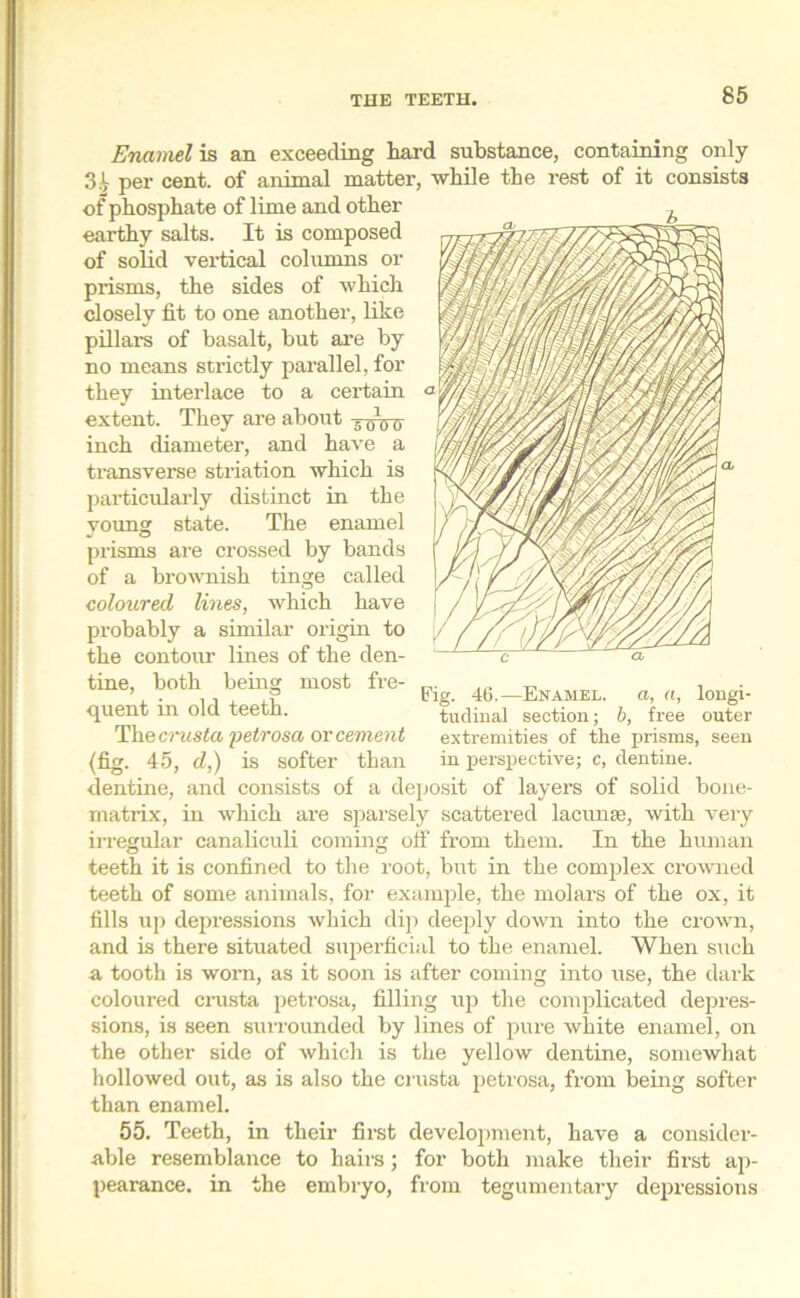 Enamel is an exceeding hard substance, containing only 3'; per cent, of animal matter, -while the rest of it consists of phosphate of lime and other earthy salts. It is composed of solid vertical columns or prisms, the sides of which closely fit to one another, like pillars of basalt, but are by no means strictly parallel, for they interlace to a certain extent. They are about inch diameter, and have a transverse striation which is particularly distinct in the voung state. The enamel J O prisms are crossed by bands of a brownish tinge called coloured lines, which have probably a similar origin to the contour lines of the den- tine, both quent in old teeth. The crusta petrosa or cement (fig. 45, d,) is softer than being most fre- a, a, longi- Fig. 46.—Enamel. tudinal section; b, free outer extremities of the prisms, seen in perspective; c, dentine. dentine, and consists of a deposit of layers of solid bone- matrix, in which are sparsely scattered lacunae, with very irregular canaliculi coming off from them. In the human teeth it is confined to the root, but in the complex crowned teeth of some animals, for example, the molars of the ox, it fills up depressions which dip deeply down into the crown, and is there situated superficial to the enamel. When such a tooth is worn, as it soon is after coming into use, the dark coloured crusta petrosa, filling up the complicated depres- sions, is seen surrounded by lines of pure white enamel, on the other side of which is the yellow dentine, somewhat hollowed out, as is also the crusta petrosa, from being softer than enamel. 55. Teeth, in their first development, have a consider- able resemblance to hairs; for both make their first ap- pearance. in the embryo, from tegumentary depressions