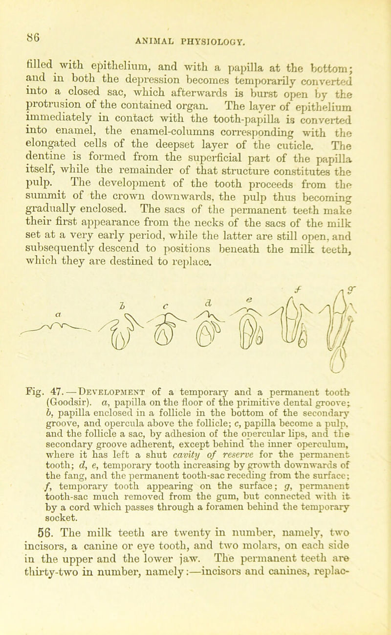 ANIMAL PHYSIOLOGY. tilled with epithelium, and with a papilla at the bottom; and in both the depression becomes temporarily converted into a closed sac, which afterwards is burst open by the protrusion of the contained organ. The layer of epithelium immediately in contact with the tooth-papilla is converted into enamel, the enamel-columns corresponding with the elongated cells of the deepset layer of the cuticle. The dentine is formed from the superficial part of the papilla itself, while the remainder of that structure constitutes the pulp. . The development of the tooth proceeds from the summit of the crown downwards, the pulp thus becoming gradually enclosed. The sacs of the permanent teeth make their first appearance from the necks of the sacs of the milk set at a very early period, while the latter are still open, and subsequently descend to positions beneath the milk teeth, which they are destined to replace. Fig. 47.—Development of a temporary and a permanent tooth (Goodsir). a, papilla on the floor of the primitive dental groove^ b. papilla enclosed in a follicle in the bottom of the secondary groove, and opercula above the follicle; c, papilla become a pulp, and the follicle a sac, by adhesion of the opercular lips, and the secondary groove adherent, except behind the inner operculum, where it has left a shut cavity of reserve for the permanent tooth; d, e, temporary tooth increasing by growth downwards of the fang, and the permanent tooth-sac receding from the surface; /, temporary tooth appearing on the surface; g, permanent tooth-sac much removed from the gum, but connected with it by a cord which passes through a foramen behind the temporary socket. 56. The milk teeth are twenty in number, namely, two incisors, a canine or eye tooth, and two molars, on each side in the upper and the lower jaw. The permanent teeth are thirty-two in number, namely:—incisors and canines, replac-