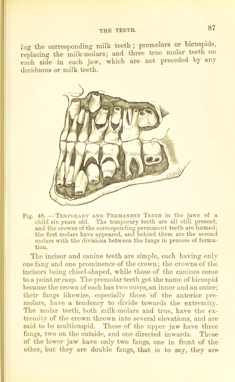 ing tlie corresponding milk teeth ; premolars or bicuspids, replacing the milk-molars; and three true molar teeth on each side in each jaw, which are not preceded by any deciduous or milk teeth. \ Fig. 48. — Temporary and Permanent Teeth in the jaws of a child six years old. The temporary teeth are all still present, and the crowns of the corresponding permanent teeth are formed; the first molars have appeared, and behind them are the second molars with the divisions between the fangs in process of forma- tion. The incisor and canine teeth are simple, each having only one fang and one prominence of the crown; the crowns of the incisors being chisel-shaped, while those of the canines come to a point or cusp. The premolar teeth get the name of bicuspid because the crown of each has two cusps, an inner and an outer; their fangs likewise, especially those of the anterior pre- molars, have a tendency to divide towards the extremity. The molar teeth, both milk-molars and true, have the ex- tremity of the crown thrown into several elevations, and are said to be multicuspid. Those of the upper jaw have three fangs, two on the outside, and one directed inwards. Those of the lower jaw have only two fangs, one in front of the other, but they are double fangs, that is to say, they are