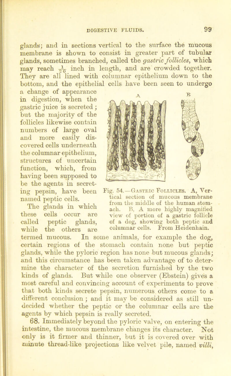 glands; and in sections vertical to the surface the mucous membrane is shown to consist in greater part of tubular glands, sometimes branched, called the gastric follicles, which may reach inch in length, and are crowded together. They are all lined with columnar epithelium down to the bottom, and the epithelial cells have been seen to undergo a change of appearance in digestion, when the gastric juice is secreted ; but the majority of the follicles likewise contain numbers of large oval and more easily dis- covered cells underneath the columnar epithelium, structures of uncertain function, which, from having been supposed to be the agents in secret- ing pepsin, have been named peptic cells. The glands in which these cells occur are called peptic glands, while the others are termed mucous. In some animals, for example the dog, certain regions of the stomach contain none but peptic glands, while the pyloric region has none but mucous glands; and this circumstance has been taken advantage of to deter- mine the character of the secretion furnished by the two kinds of glands. But while one observer (Ebstein) gives a most careful and convincing account of experiments to prove that both kinds secrete pepsin, numerous others come to a different conclusion ; and it may be considered as still un- decided whether the peptic or the columnar cells are the agents by which pepsin is really secreted. 68. Immediately beyond the pyloric valve, on entering the intestine, the mucous membrane changes its character. Not only is it firmer and thinner, but it is covered over with minute thread-like projections like velvet pile, named villi, Fig. 54.—Gastric Follicles. A, Ver- tical section of mucous membrane from the middle of the human stom- ach. B, A more highly magnified view of portion of a gastric follicle of a dog, showing both peptic and columnar cells. From Heidenhain.