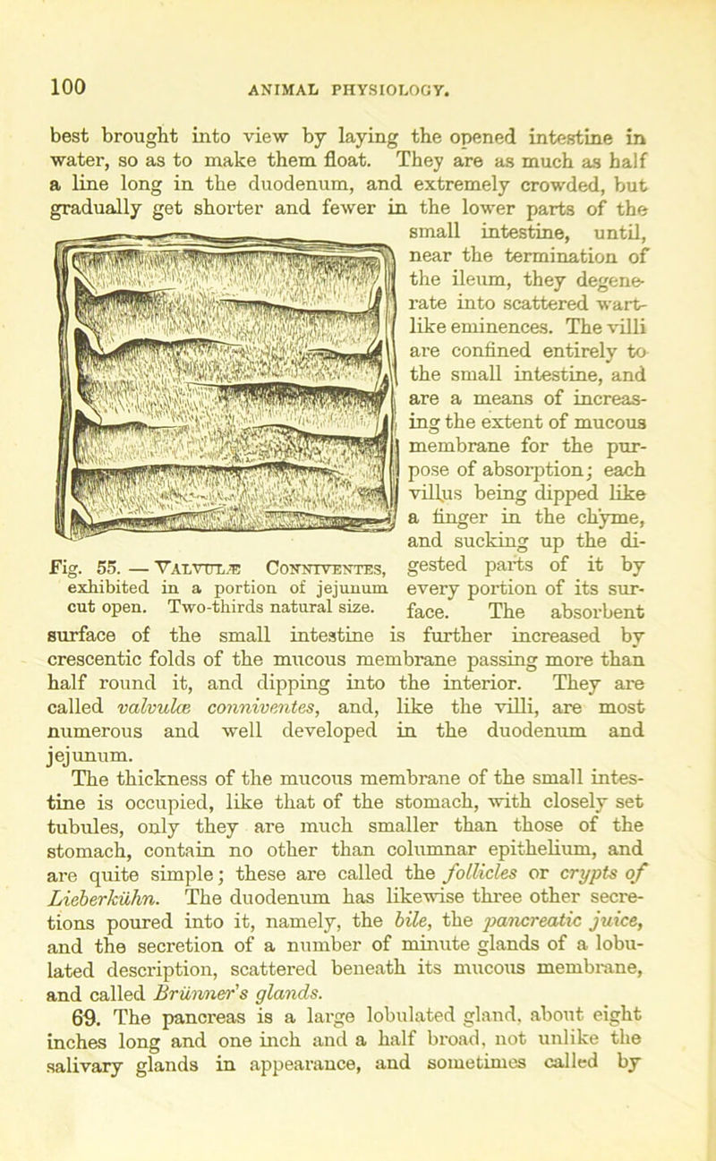 best brought into view by laying the opened intestine in water, so as to make them float. They are as much as half a line long in the duodenum, and extremely crowded, but gradually get shorter and fewer in the lower parts of the small intestine, until, near the termination of the ileum, they degene- rate into scattered wart- like eminences. The villi are confined entirely to the small intestine, and are a means of increas- ing the extent of mucous membrane for the pur- pose of absorption; each villus being dipped like a finger in the chyme, and sucking up the di- Fig. 55. — VAT.vtrr,.p Conniventes, gested parts of it by exhibited in a portion of jejunum every portion of its sur- cut open. Two-thirds natural size. face; The absorbent surface of the small intestine is further increased by crescentic folds of the mucous membrane passing more than half round it, and dipping into the interior. They are called valvulcB conniventes, and, like the villi, are most numerous and well developed in the duodenum and jejunum. The thickness of the mucous membrane of the small intes- tine is occupied, like that of the stomach, with closely set tubules, only they are much smaller than those of the stomach, contain no other than columnar epithelium, and are quite simple; these are called the follicles or crypts of Lieberkiihn. The duodenum has likewise three other secre- tions poured into it, namely, the bile, the pancreatic juice, and the secretion of a number of minute glands of a lobu- lated description, scattered beneath its mucous membrane, and called Brunner's glands. 69. The pancreas is a large lobulated gland, about eight inches long and one inch and a half broad, not unlike the salivary glands in appearance, and sometimes called by