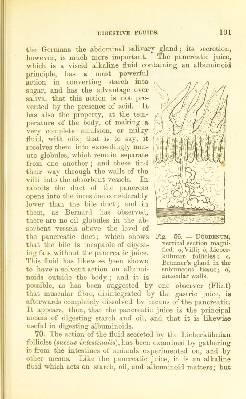 the Germans the abdominal salivary gland; its secretion, however, is much more important. The pancreatic juice, which is a viscid alkaline fluid containing an albuminoid principle, has a most powerful action in converting starch into sugar, and has the advantage over saliva, that this action is not pre- vented by the presence of acid. It has also the property, at the tem- perature of the bod}-, of making a very complete emulsion, or milky fluid, with oils; that is to say, it resolves them into exceedingly min- ute globules, which remain separate from one another; and these find their way through the walls of the villi into the absorbent vessels. In rabbits the duct of the pancreas opens into the intestine considerably lower than the bile duct; and in them, as Bernard has observed, there are no oil globules in the ab- sorbent vessels above the level of the pancreatic duct; which shows that the bile is incapable of digest- ing fats without the pancreatic juice. This fluid has likewise been shown to have a solvent action on albumi- noids outside the body; and it is possible, as has been suggested by one observer (Flint) that muscular fibre, disintegrated by the gastric juice, is afterwards completely dissolved by means of the pancreatic. It appears, then, that the pancreatic juice is the principal means of digesting starch and oil, and that it is likewise useful in digesting albuminoids. 70. The action of the fluid secreted by the Lieberkuhnian follicles (succus intestinalis), has been examined by gathering it from the intestines of animals experimented on, and by other means. Like the pancreatic juice, it is an alkaline fluid which acts on starch, oil, and albuminoid matters; but Fig. 56. — Duodenum, vertical section magni- fied. a,Villi; b, Lieber- kuhnian follicles; e, Brunner’s gland in the submucous tissue; d, muscular walls.