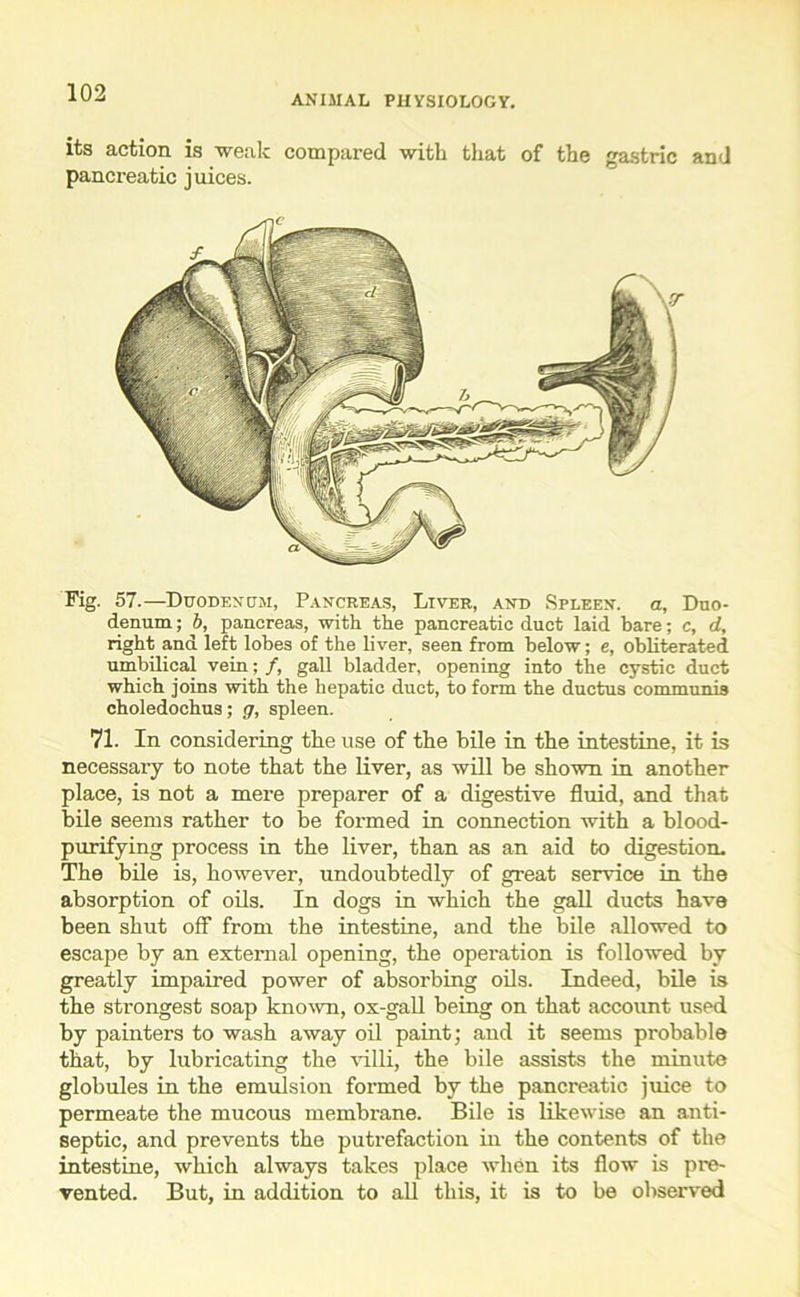 ANIMAL PHYSIOLOGY. its action is -weak compared with that of the gastric and pancreatic juices. Fig. 57.—Duodenum, Pancreas, Liver, and Spleen, a. Duo- denum ; b, pancreas, with the pancreatic duct laid bare; c, d, right and left lobes of the liver, seen from below; e, obliterated umbilical vein; /, gall bladder, opening into the cystic duct which joins with the hepatic duct, to form the ductus communis choledochus; g, spleen. 71. In considering the use of the bile in the intestine, it is necessary to note that the liver, as will be shown in another place, is not a mere preparer of a digestive fluid, and that bile seems rather to be formed in connection with a blood- purifying process in the liver, than as an aid bo digestion. The bile is, however, undoubtedly of great service in the absorption of oils. In dogs in which the gall ducts have been shut off from the intestine, and the bile allowed to escape by an external opening, the operation is followed by greatly impaired power of absorbing oils. Indeed, bile is the strongest soap known, ox-gall being on that account used by painters to wash away oil paint; and it seems probable that, by lubricating the villi, the bile assists the minute globules in the emulsion formed by the pancreatic juice to permeate the mucous membrane. Bile is likewise an anti- septic, and prevents the putrefaction in the contents of the intestine, which always takes place when its flow is pre- vented. But, in addition to all this, it is to be observed
