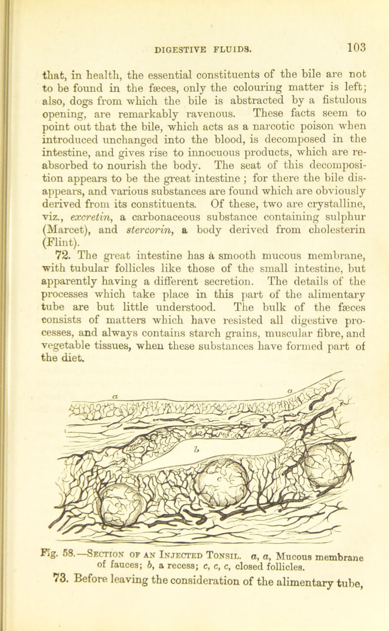 that, in health, the essential constituents of the bile are not to be found in the faeces, only the colouring matter is left; also, dogs from which the bile is abstracted by a fistulous opening, are remarkably I'avenous. These facts seem to point out that the bile, which acts as a narcotic poison when introduced unchanged into the blood, is decomposed in the intestine, and gives rise to innocuous products, which are re- absorbed to nourish the body. The seat of this decomposi- tion appears to be the great intestine ; for there the bile dis- appears, and various substances are found which are obviously derived from its constituents. Of these, two are crystalline, viz., excretin, a carbonaceous substance containing sulphur (Marcet), and stercorin, a body derived from cholesterin (Flint). 72. The great intestine has a smooth mucous membrane, with tubular follicles like those of the small intestine, but apparently having a different secretion. The details of the processes which take place in this part of the alimentary tube are but little understood. The bulk of the faeces consists of matters which have resisted all digestive pro- cesses, and always contains starch grains, muscular fibre, and vegetable tissues, when these substances have formed part of the diet. Fig. 58.—Section of an Injected Tonsil, a, a, Mucous membrane of fauces; b, a recess; c, c, c, closed follicles. 73. Before leaving the consideration of the alimentary tube,