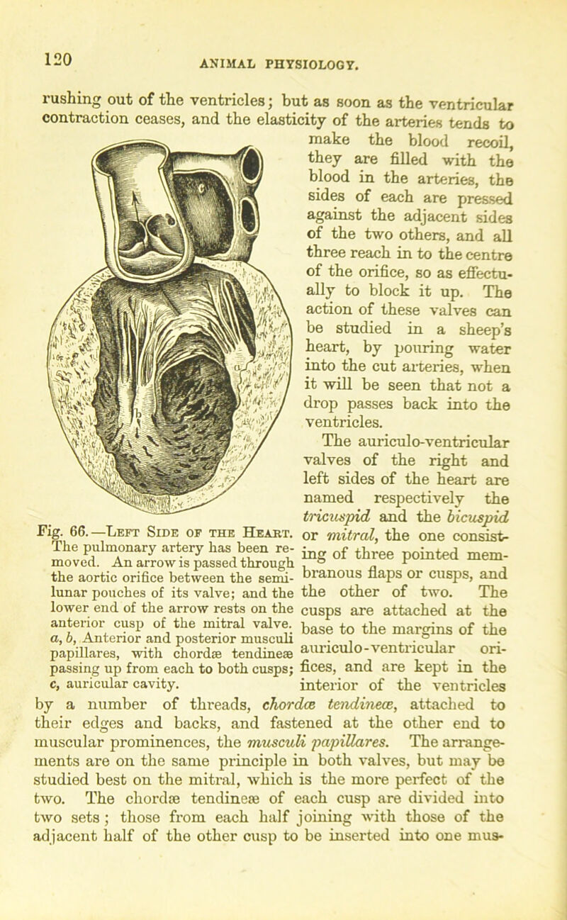 rushing out of the ventricles; but as soon as the ventricular contraction ceases, and the elasticity of the arteries tends to make the blood recoil, they are filled with the blood in the arteries, the sides of each are pressed against the adjacent sides of the two others, and all three reach in to the centre of the orifice, so as effectu- ally to block it up. The action of these valves can be studied in a sheep’s heart, by pouring water into the cut arteries, when it will be seen that not a drop passes back into the ventricles. The auriculo-ventricular valves of the right and left sides of the heart are named respectively the tricuspid and the bicuspid Fig. 66. Left Side of the Heart, or mitral, the one consist- Tke pulmonary artery has been re- ^ of three pointed mem- moved. An arrow is passed through , ° ~ the aortic orifice between the semi- branous flaps or cusps, and lunar pouches of its valve; and the the other of two. The lower end of the arrow rests on the cusps are attached at the anterior cusp of the mitral valve. base to the margins 0f tIie a, b, Anterior and posterior musculi . , , . ° , papillares, with chordae tendineae aulicul°ventncular. on- passing up from each to both cusps; fices, and are kept in the c, auricular cavity. interior of the ventricles by a number of threads, chordae tendineae, attached to their edges and backs, and fastened at the other end to muscular prominences, the musculi papillares. The arrange- ments are on the same principle in both valves, but may be studied best on the mitral, which is the more perfect of the two. The chordae tendineae of each cusp are divided into two sets ; those from each half joining with those of the adjacent half of the other cusp to be inserted into one mus-