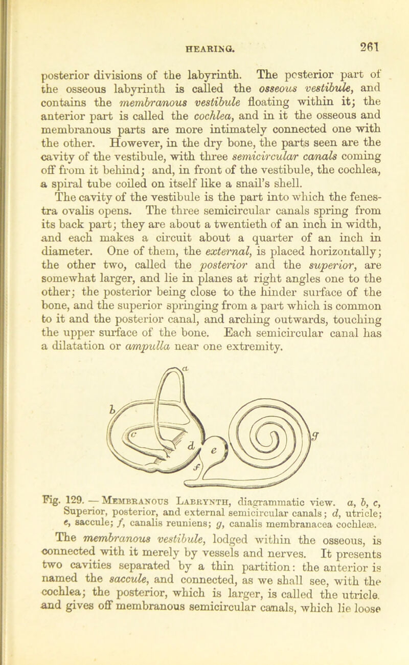 posterior divisions of the labyrinth. The posterior part ol the osseous labyrinth is called the osseous vestibule, and contains the membra/nous vestibule floating within it; the anterior part is called the cochlea, and in it the osseous and membranous parts are more intimately connected one with the other. However, in the dry bone, the parts seen are the cavity of the vestibule, with three semicircular canals coming off from it behind; and, in front of the vestibule, the cochlea, a spiral tube coiled on itself like a snail’s shell. The cavity of the vestibule is the part into which the fenes- tra ovalis opens. The three semicircular canals spring from its back part; they are about a twentieth of an inch in width, and each makes a circuit about a quarter of an inch in diameter. One of them, the external, is placed horizontally; the other two, called the posterior and the superior, are somewhat larger, and lie in planes at right angles one to the other; the posterior being close to the hinder surface of the bone, and the superior springing from a part which is common to it and the posterior canal, and arching outwards, touching the upper surface of the bone. Each semicircular canal has a dilatation or ampulla near one extremity. Fig. 129. — Membranous Labrynth, diagrammatic view, a, b, c, Superior, posterior, and external semicircular canals; d, utricle; t, saccule; /, canalis reuniens; g, canalis membranacea cochleae. The membranous vestibule, lodged within the osseous, is connected with it merely by vessels and nerves. It presents two cavities separated by a thin partition: the anterior is named the saccule, and connected, as we shall see, with the cochlea; the posterior, which is larger, is called the utricle, and gives off membranous semicircular canals, which lie loose