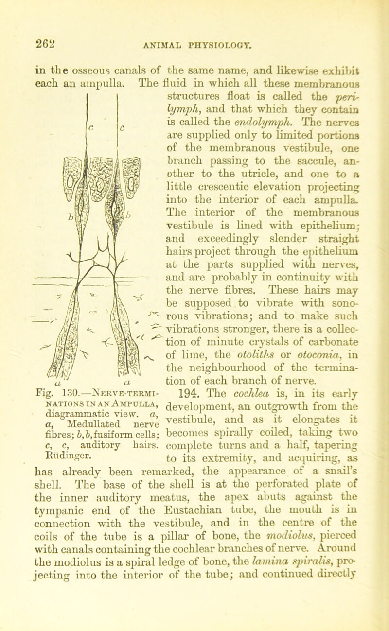 in the osseous canals of the same name, and likewise exhibit each an ampulla. The fluid in which all these membranous structures float is called the peri- lymph, and that which they contain is called the endolym/ph. The nerves are supplied only to limited portions of the membranous vestibule, one branch passing to the saccule, an- other to the utricle, and one to a little crescentic elevation projecting into the interior of each ampulla. The interior of the membranous vestibule is lined with epithelium; and exceedingly slender straight hairs project through the epithelium at the parts supplied with nerves, and are probably in continuity with the nerve fibres. These hail's may be supposed, to vibrate with sono- rous vibrations; and to make such vibrations stronger, there is a collec- tion of minute crystals of carbonate of lime, the otoliths or otoconia, in the neighbourhood of the termina- tion of each branch of nerve. 194. The cochlea is, in its early development, an outgrowth from the vestibule, and as it elongates it becomes spirally coiled, taking two complete turns and a half, tapering to its extremity, and acquiring, as has already been remarked, the appearance of a snail’s shell. The base of the shell is at the perforated plate of the inner auditory meatus, the apex abuts against the tympanic end of the Eustachian tube, the mouth is in connection with the vestibule, and in the centre of the coils of the tube is a pillar of bone, the modiolus, pierced with canals containing the cochlear branches of nerve. Around the modiolus is a spiral ledge of bone, the lamina spiralis, pro- jecting into the interior of the tube; and continued directly so] mV a a■ Fig. 130.—Nerve-termi- nations in an Ampulla, diagrammatic view, a, a, Meduliated nerve fibres; b,b,fusiform cells; c, c, auditory hairs. Rlidinger.