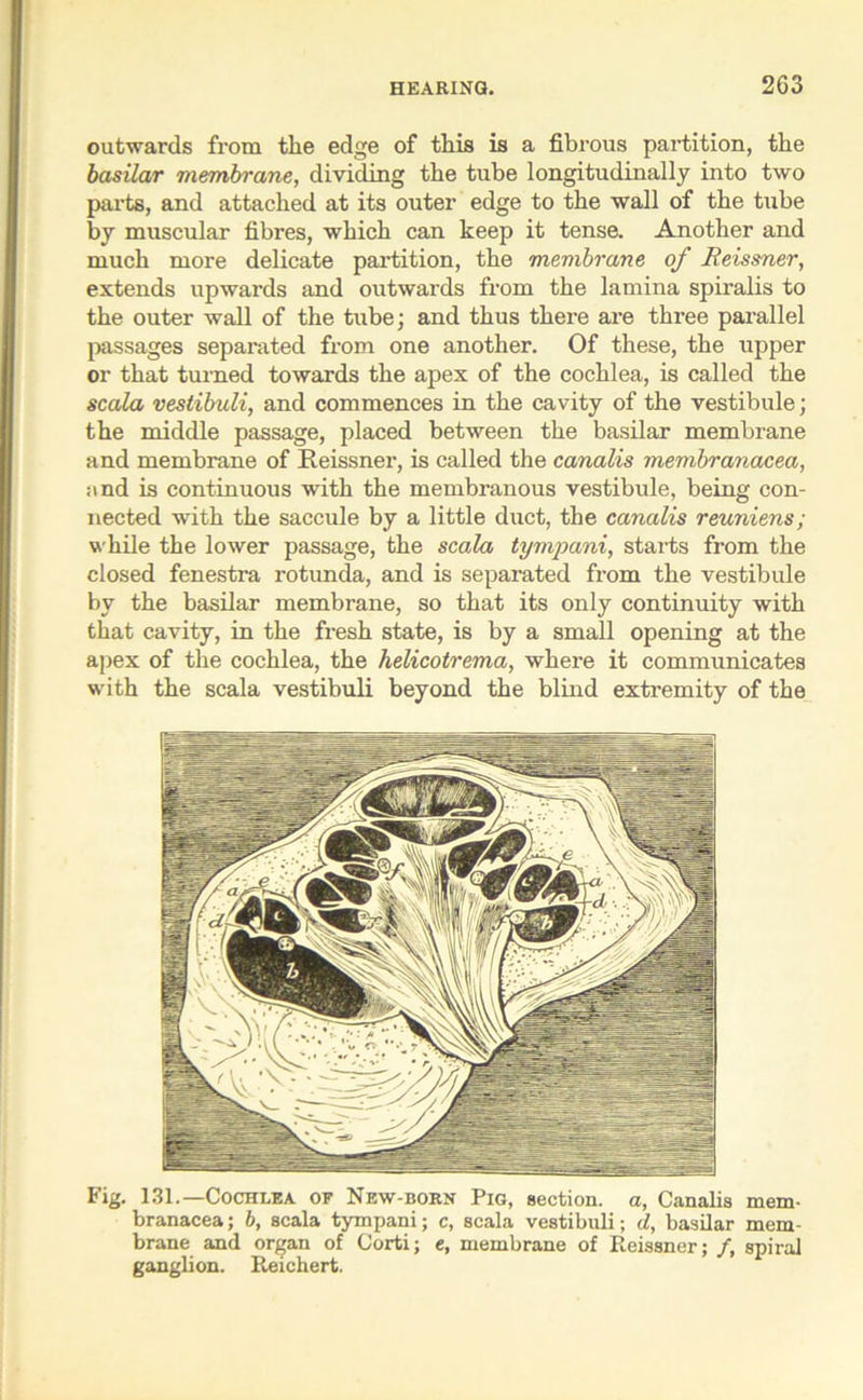 outwards from the edge of this is a fibrous partition, the basilar membrane, dividing the tube longitudinally into two parts, and attached at its outer edge to the wall of the tube by muscular fibres, which can keep it tense. Another and much more delicate partition, the membrane of Reissner, extends upwards and outwards from the lamina spiralis to the outer wall of the tube; and thus there are three parallel passages separated from one another. Of these, the upper or that turned towards the apex of the cochlea, is called the scala vestibuli, and commences in the cavity of the vestibule; the middle passage, placed between the basilar membrane and membrane of Reissner, is called the canalis membranacea, and is continuous with the membranous vestibule, being con- nected with the saccule by a little duct, the canalis reuniens; while the lower passage, the scala tympani, starts from the closed fenestra rotunda, and is separated from the vestibule by the basilar membrane, so that its only continuity with that cavity, in the fresh state, is by a small opening at the apex of the cochlea, the helicotrema, where it communicates with the scala vestibuli beyond the blind extremity of the Fig. 131.—Cochlea of New-born Pig, section, a, Canalis mem- branacea; b, scala tympani; c, scala vestibuli; d, basilar mem- brane and organ of Corti; e, membrane of Reissner; /, spiral ganglion. Reichert.